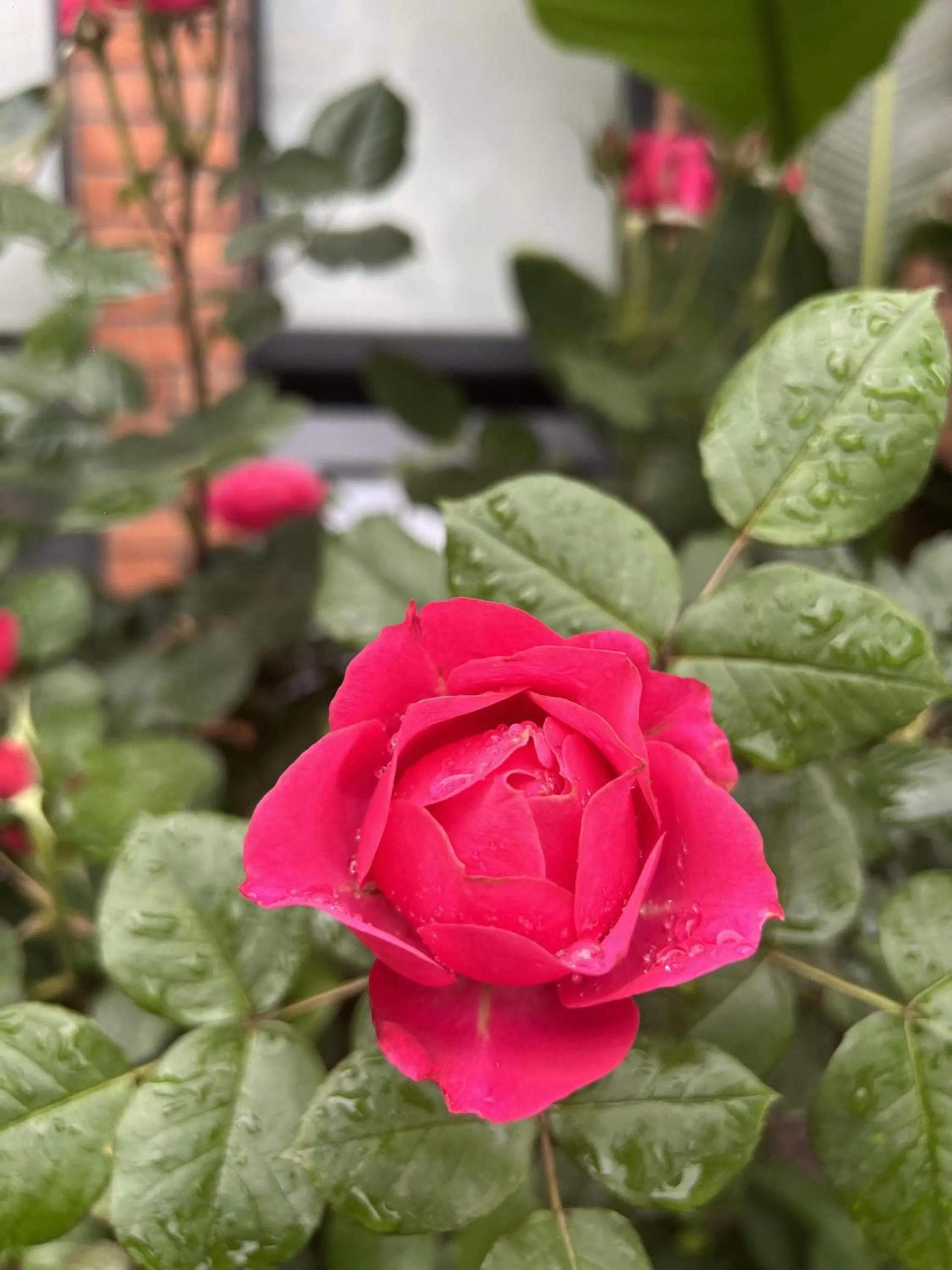 Garden view in Panda Hotel