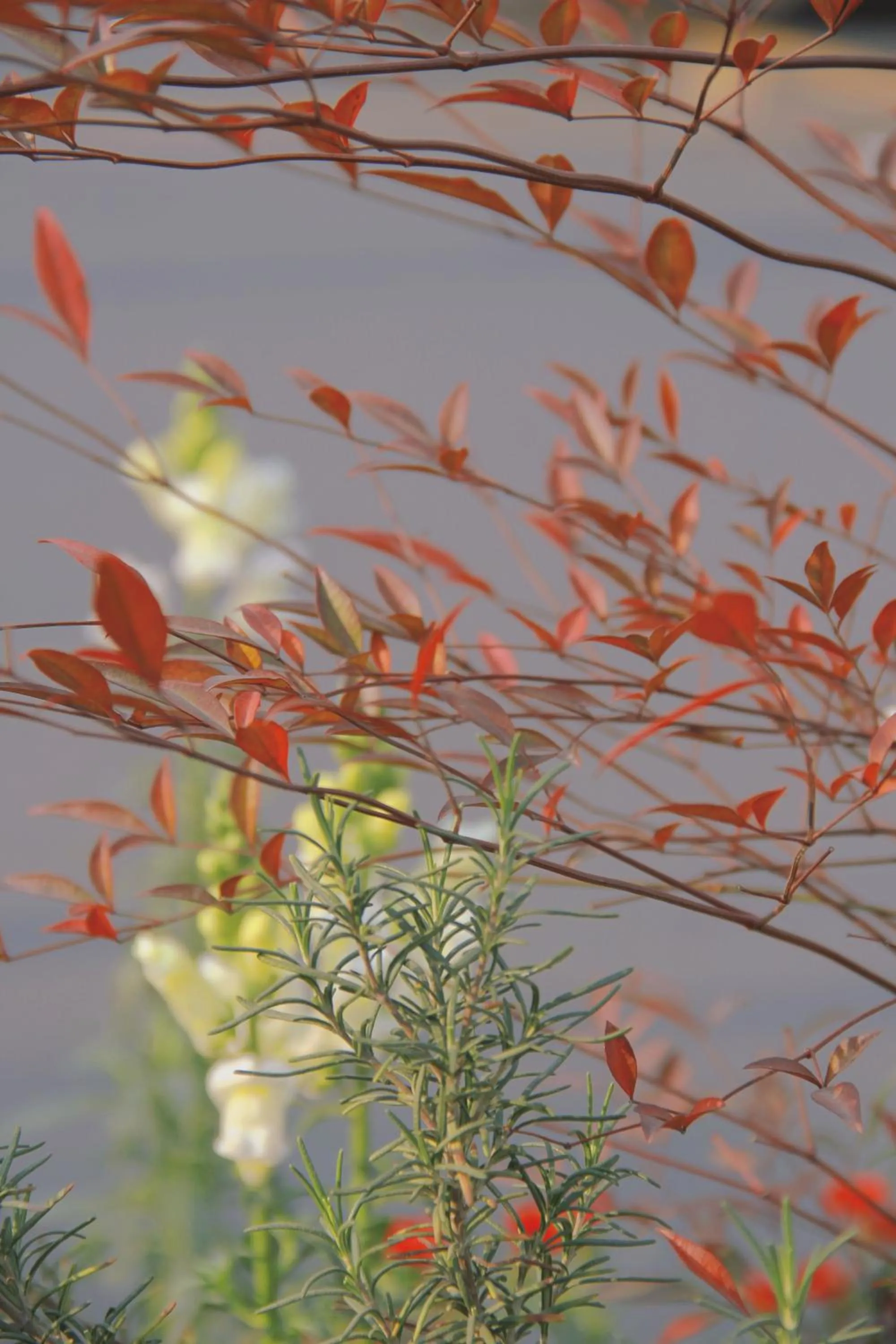 Garden view in Panda Hotel