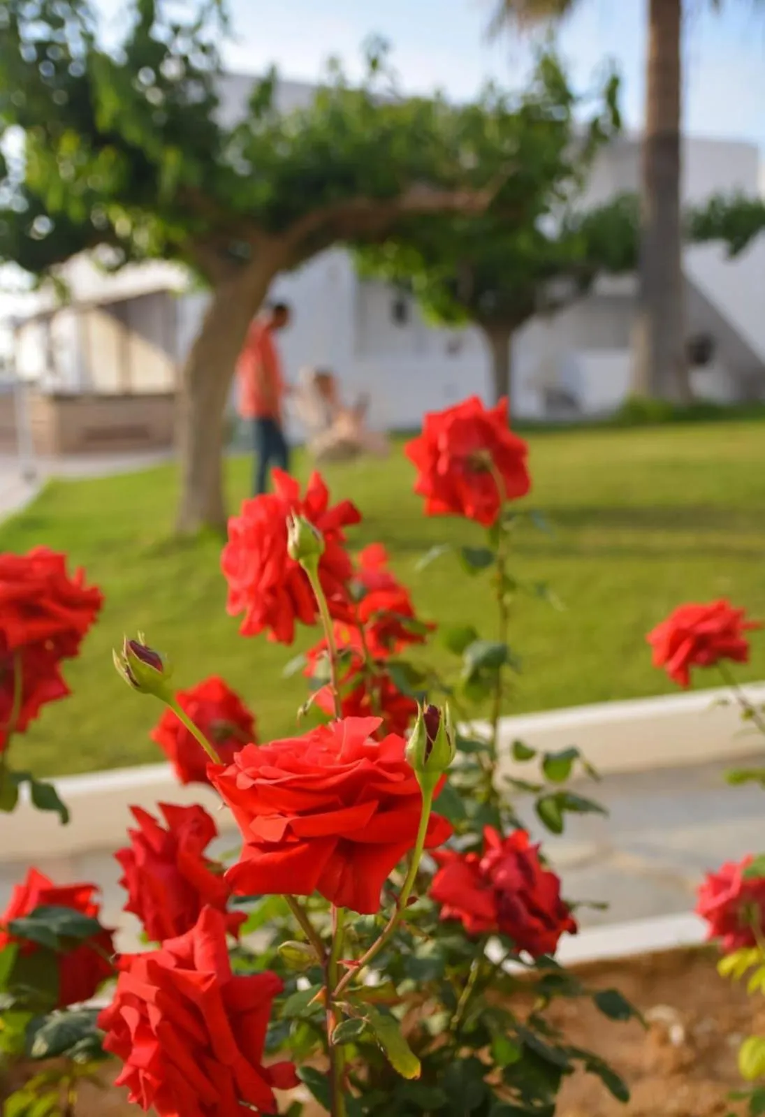 Garden in Sunset Paradise Resort