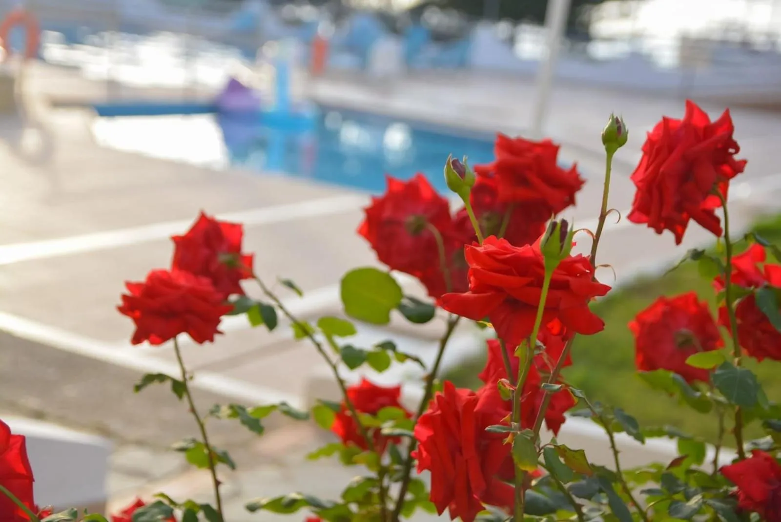 Garden in Sunset Paradise Resort