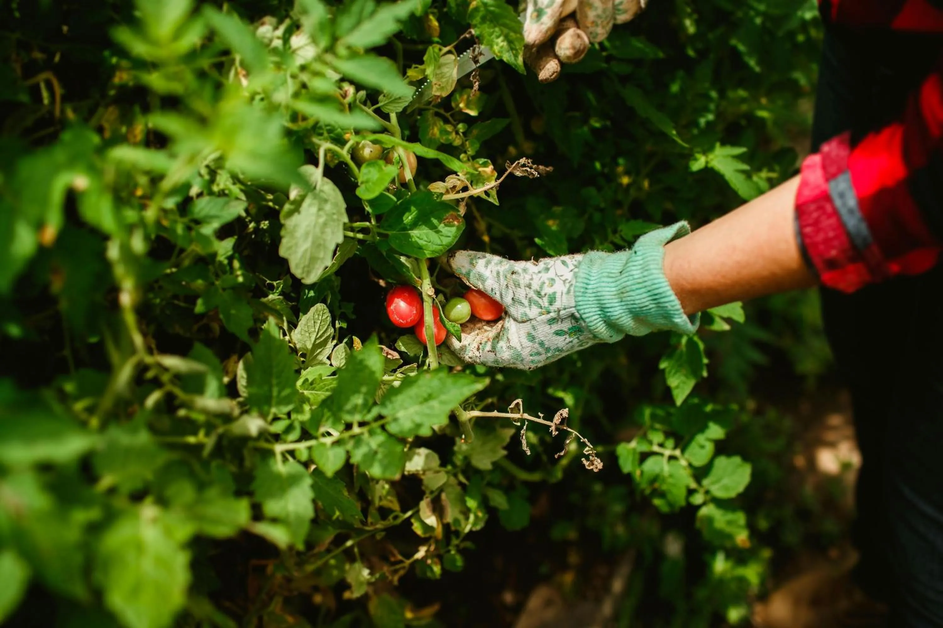 Garden in Leigh Park Country House Hotel & Vineyard, BW Signature Collection