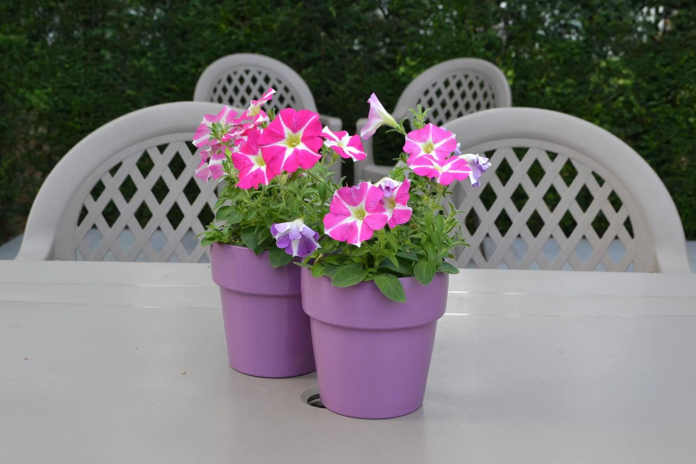 Balcony/Terrace in B&B Lobelia-Brugge