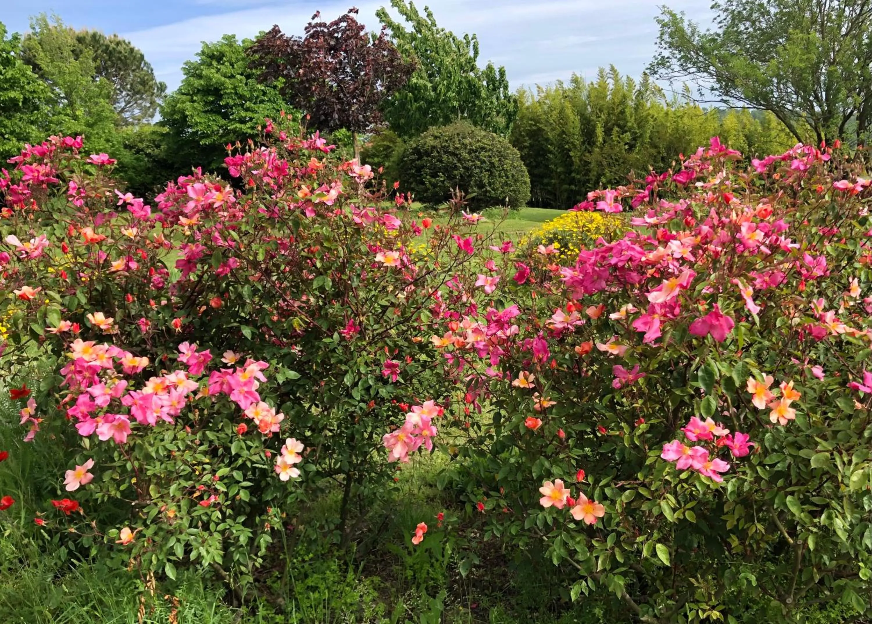 Garden in Holiday home Sellanraa