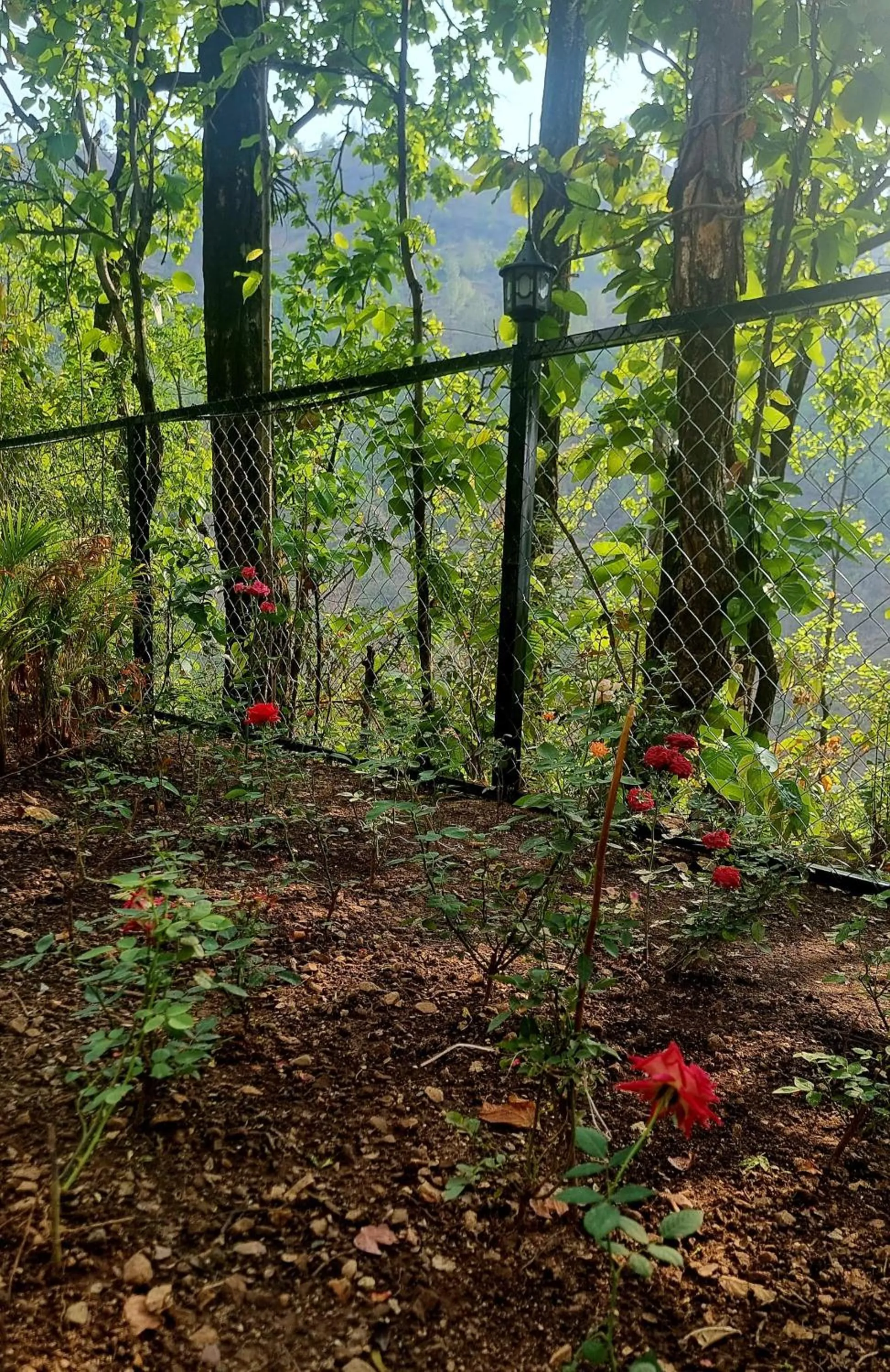 Garden in Marten's Wilderness Retreat