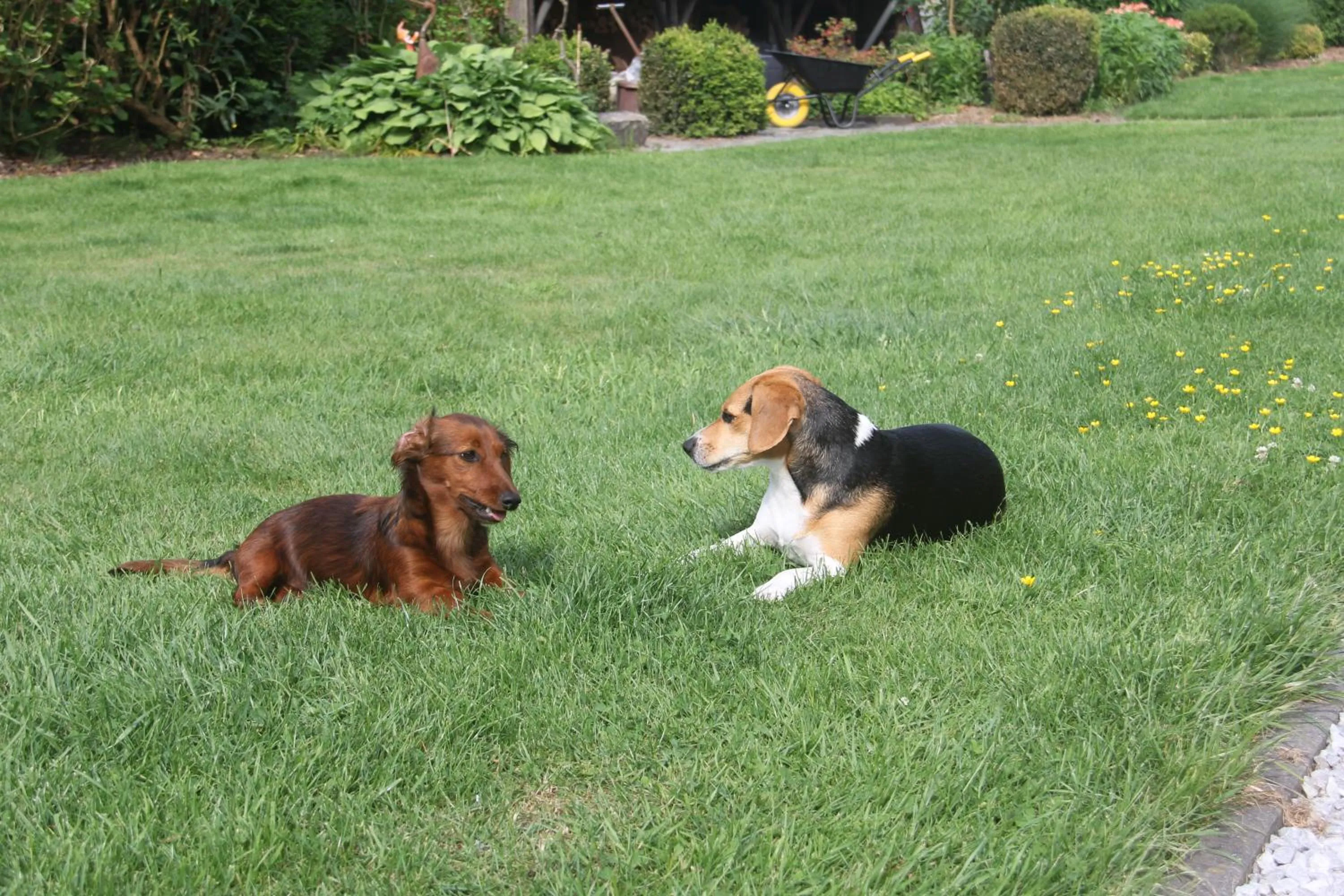 Pets in B&B Het KoeKoeKsnest Schelle