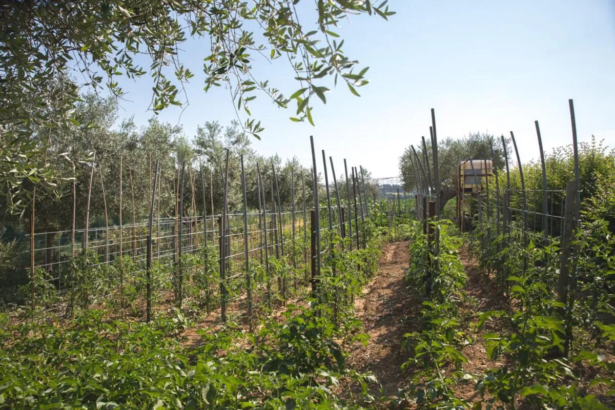 Bed and breakfast Aratro & Rosmarino