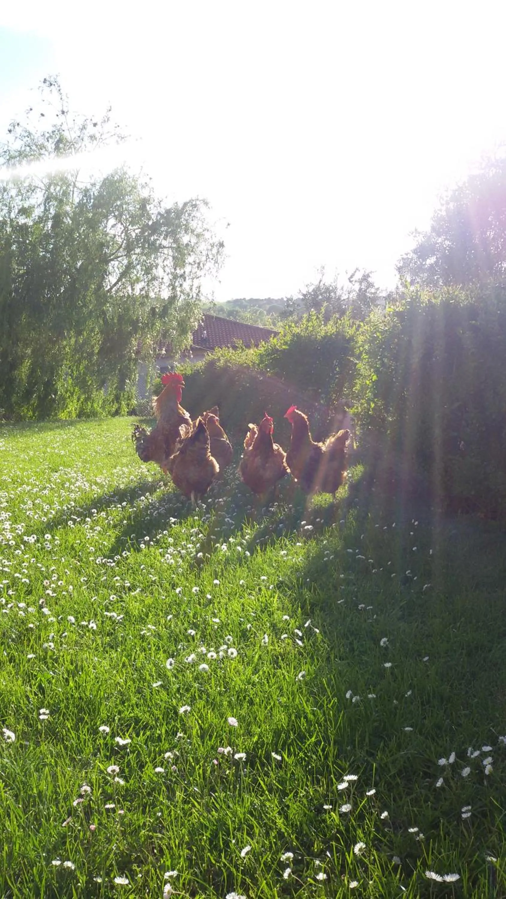 Bed and breakfast Aratro & Rosmarino