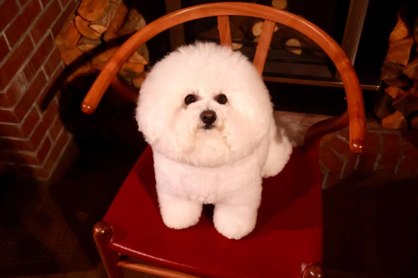 Appi Life is Beautiful