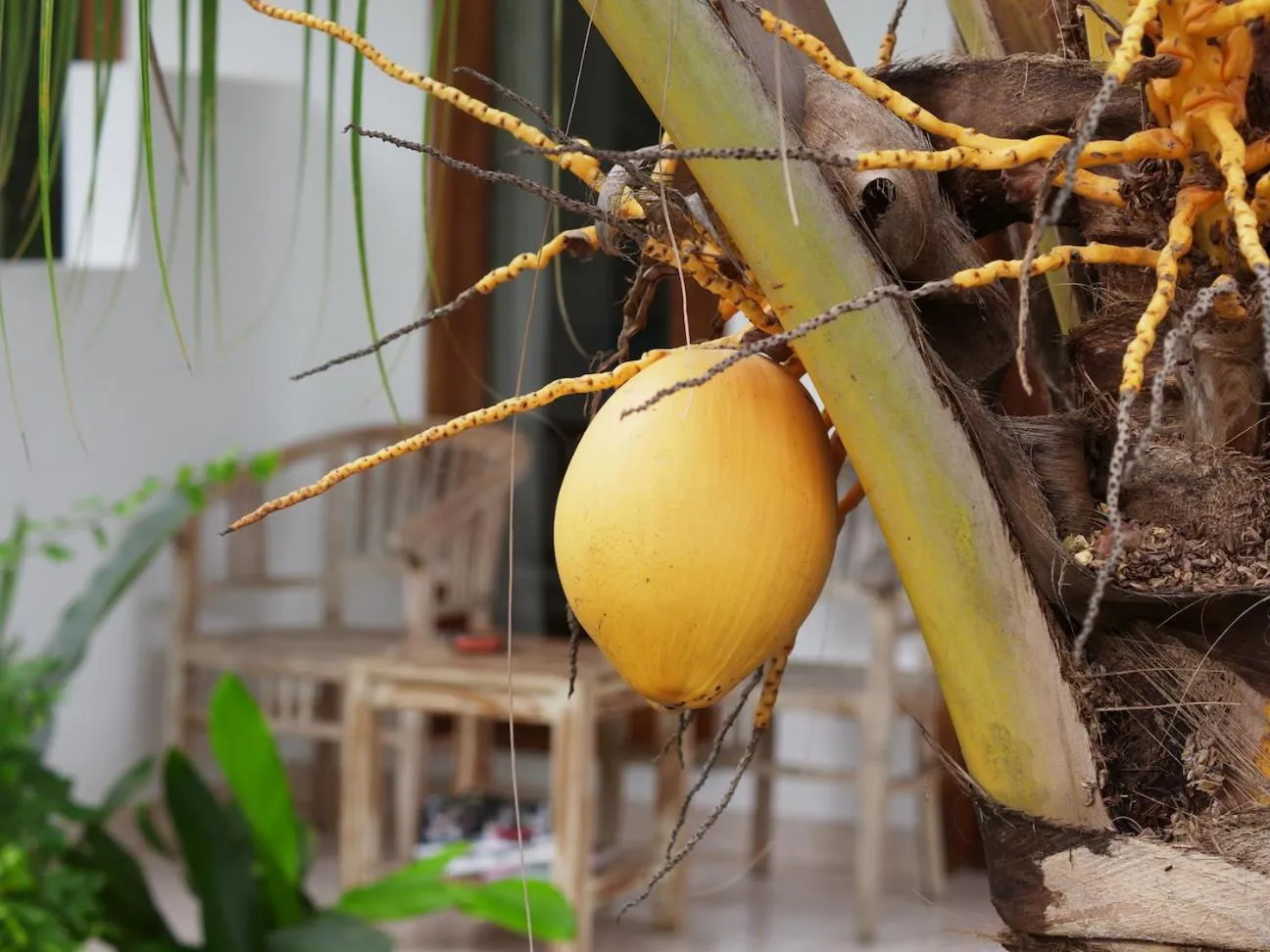 Other in Nyoman Guesthouse and Grill