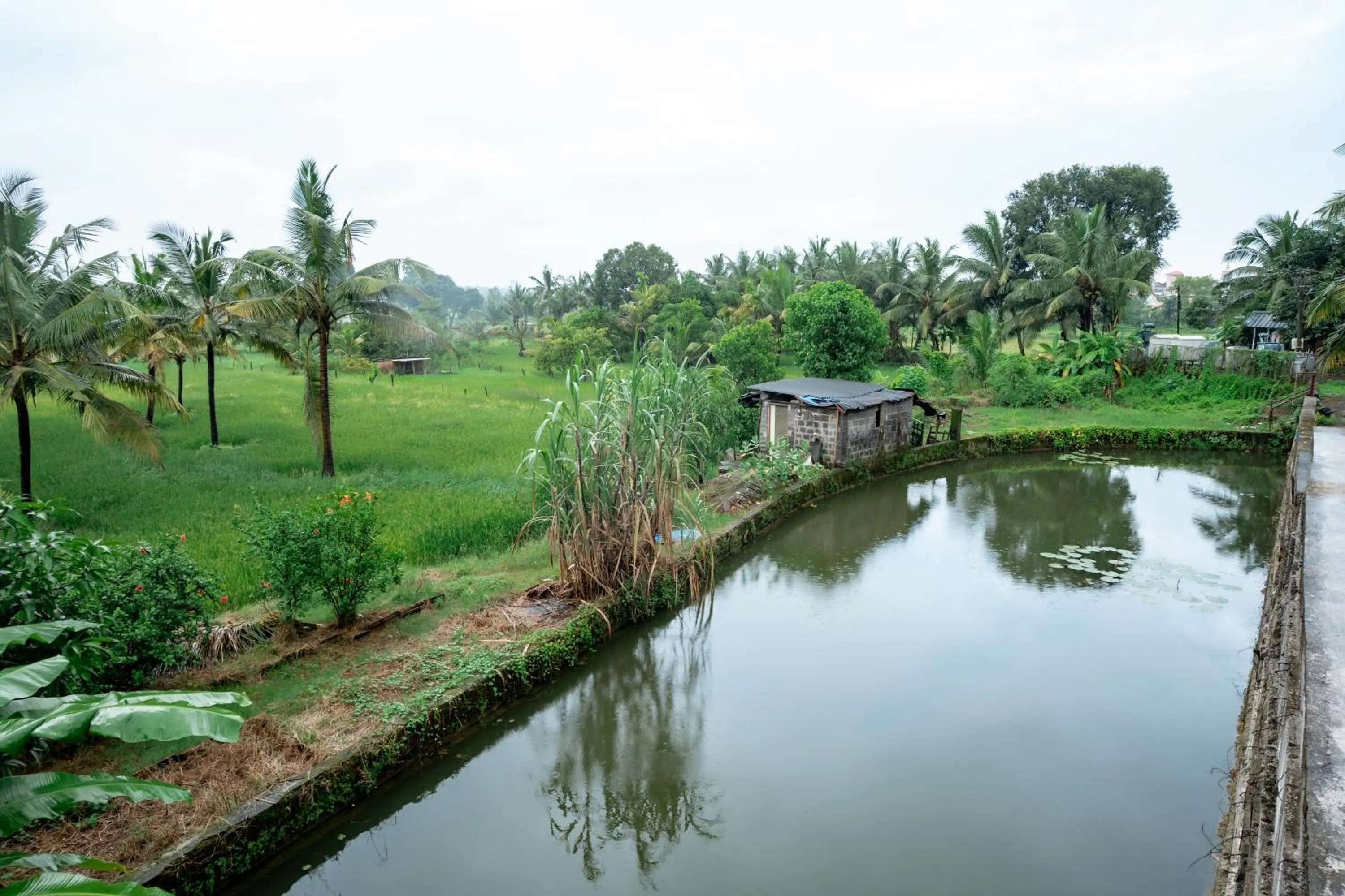 View (from property/room) in The Tanisi Resorts & Pool Villas, Candolim