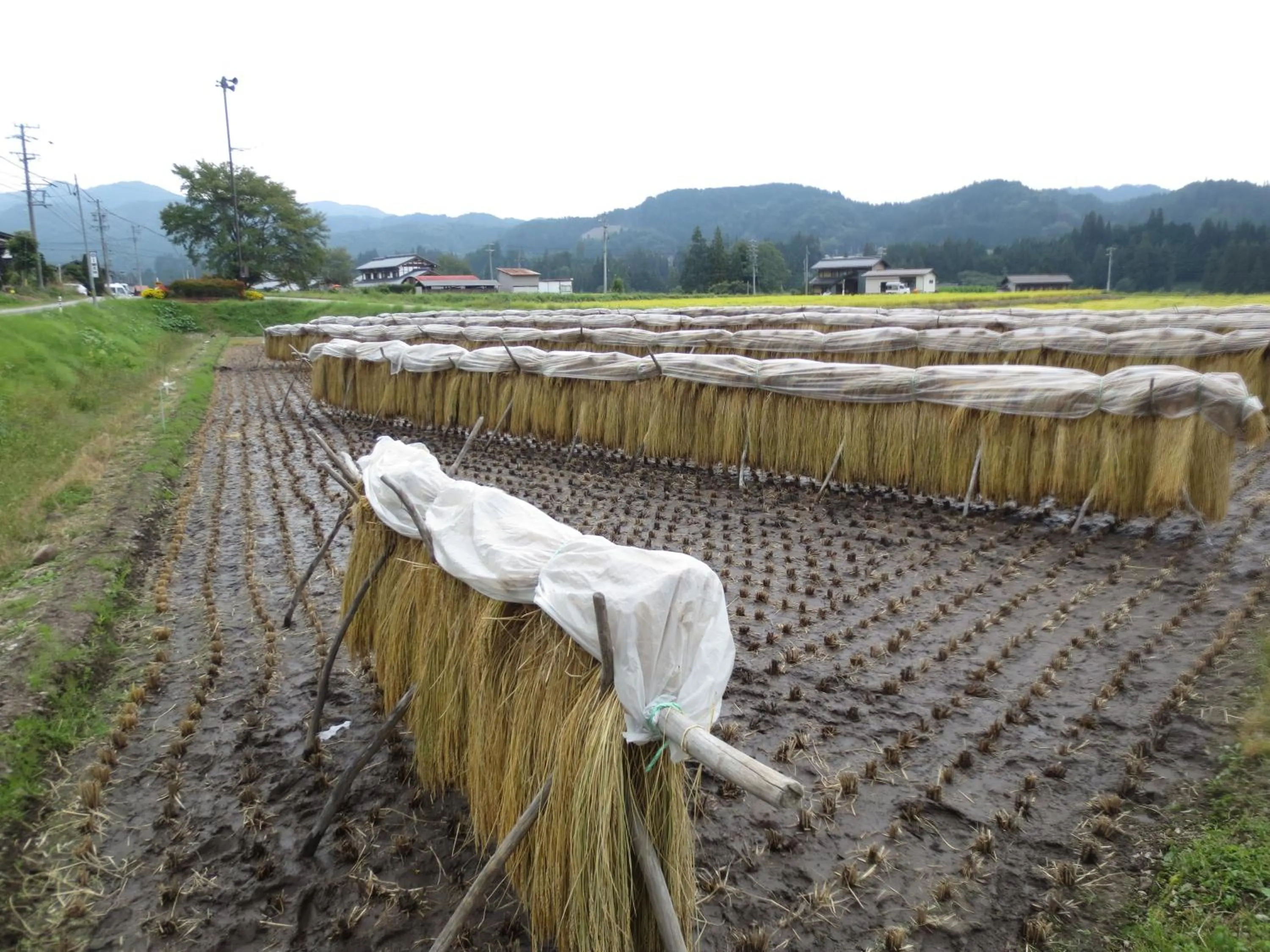 Natural landscape in Shitanda