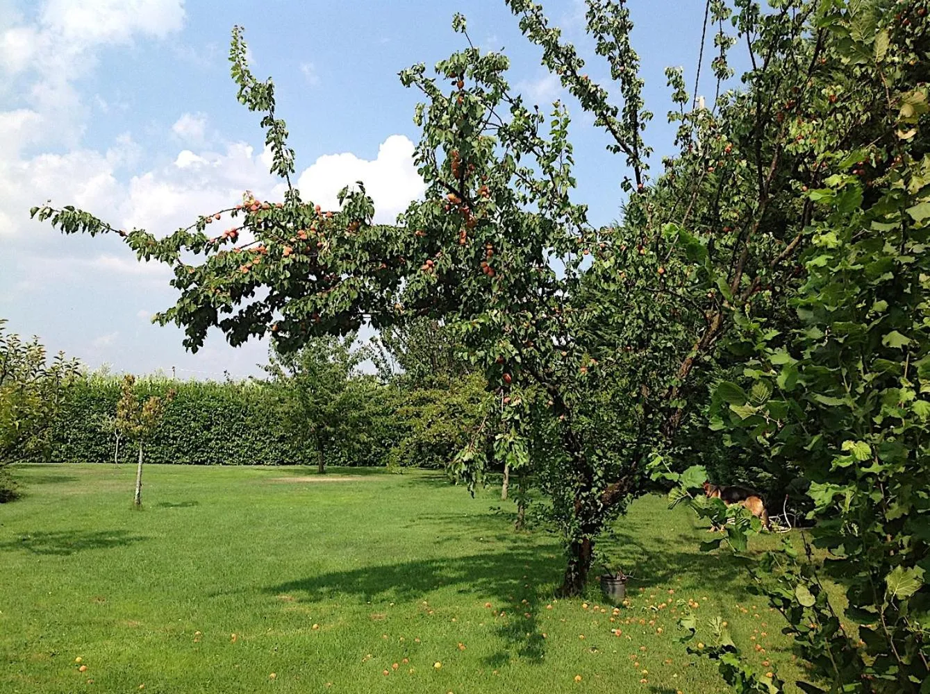 Bed and breakfast Ellera Viterbo