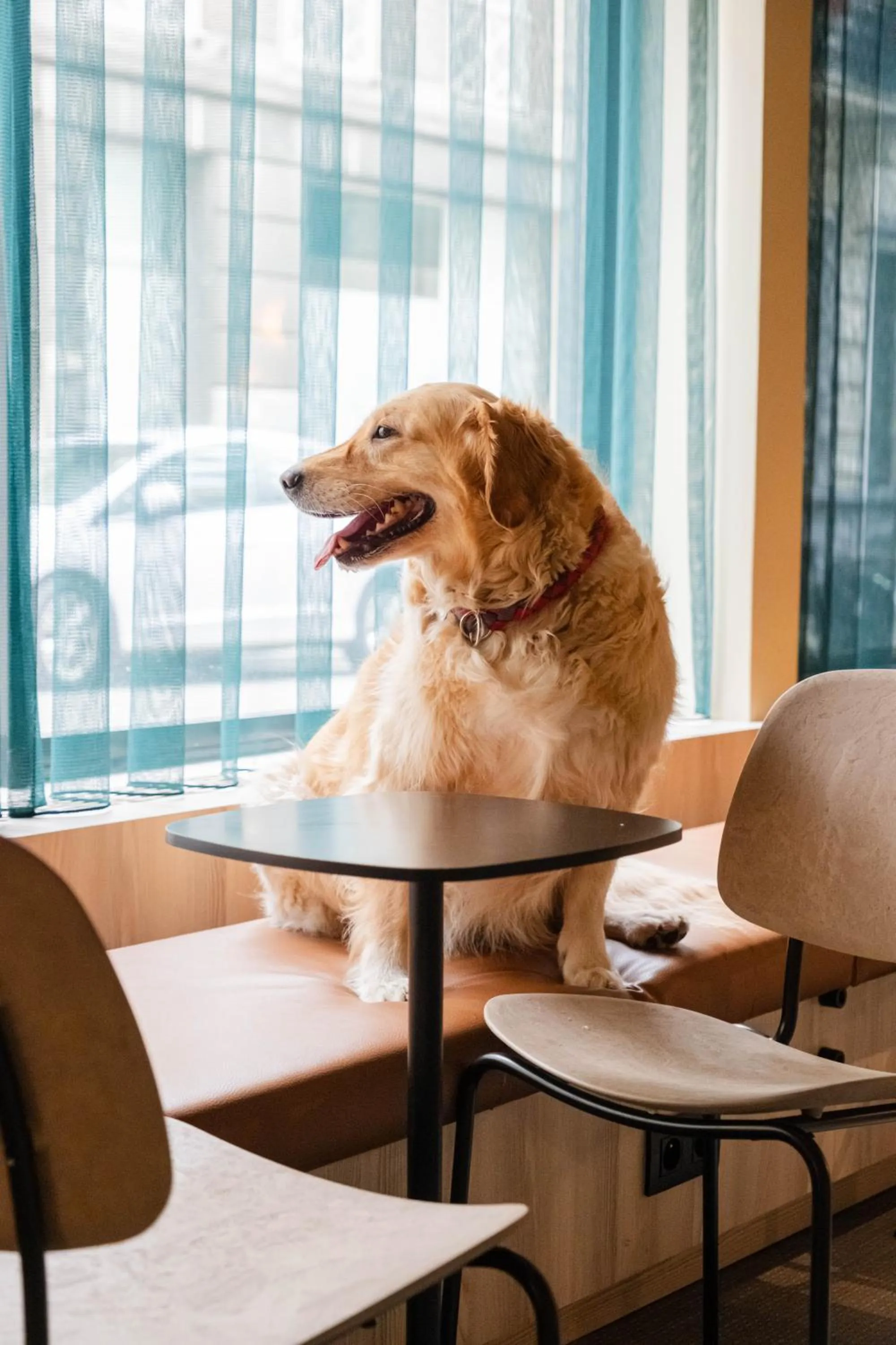 Pets in Citybox Brussels Centre Louise