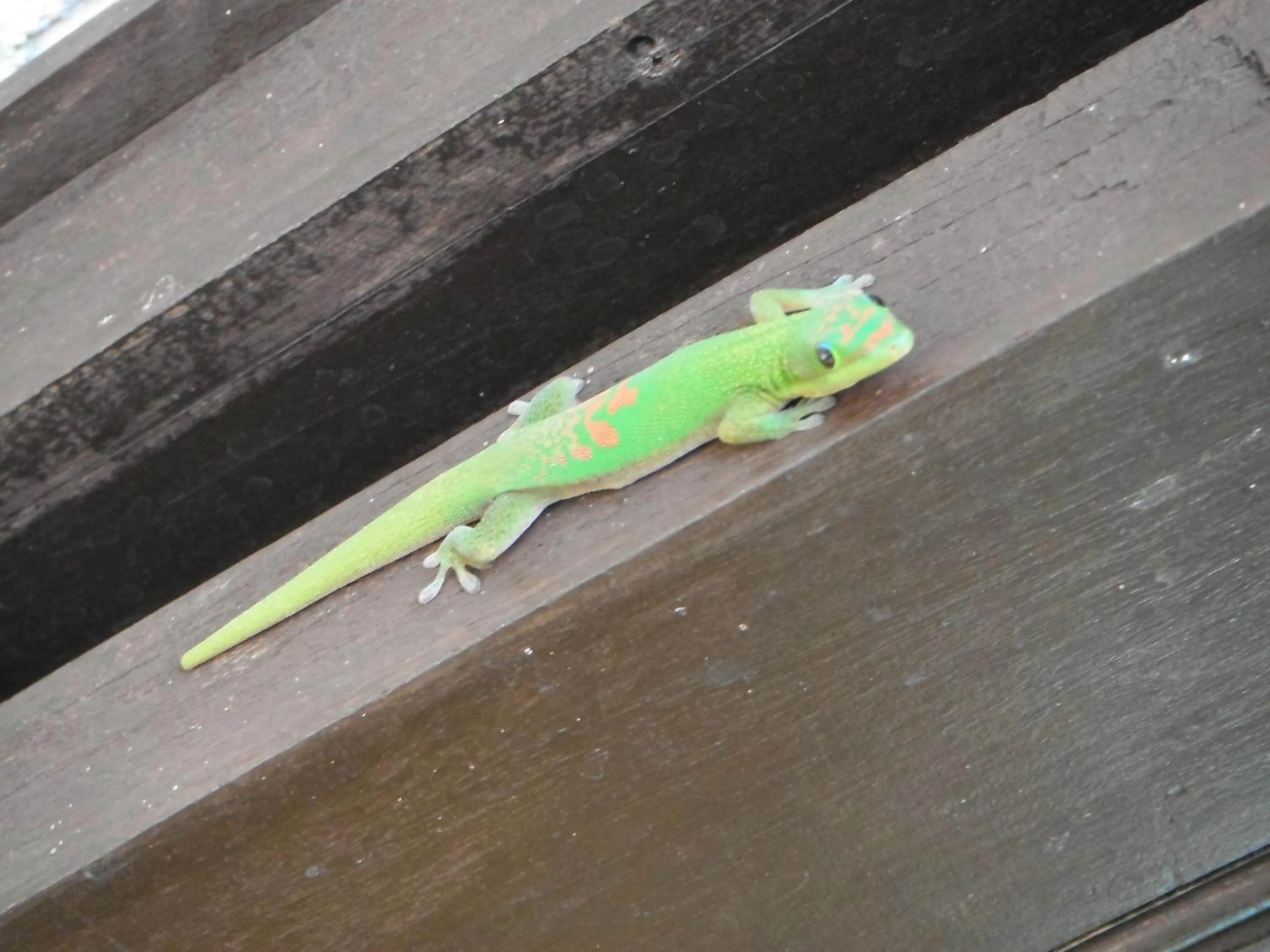 Animals in Hotel Cap Sud