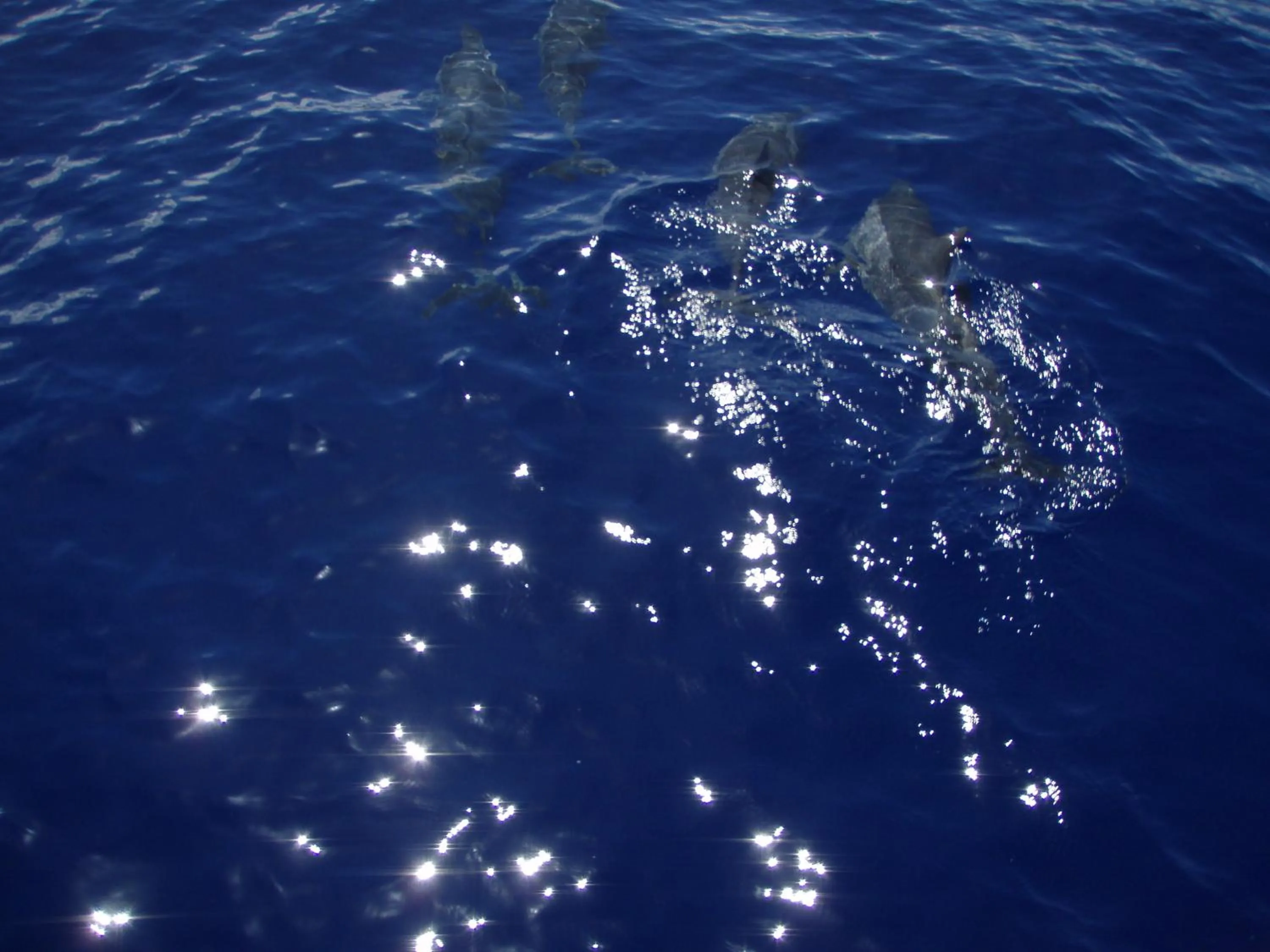 Animals in Hotel Cap Sud