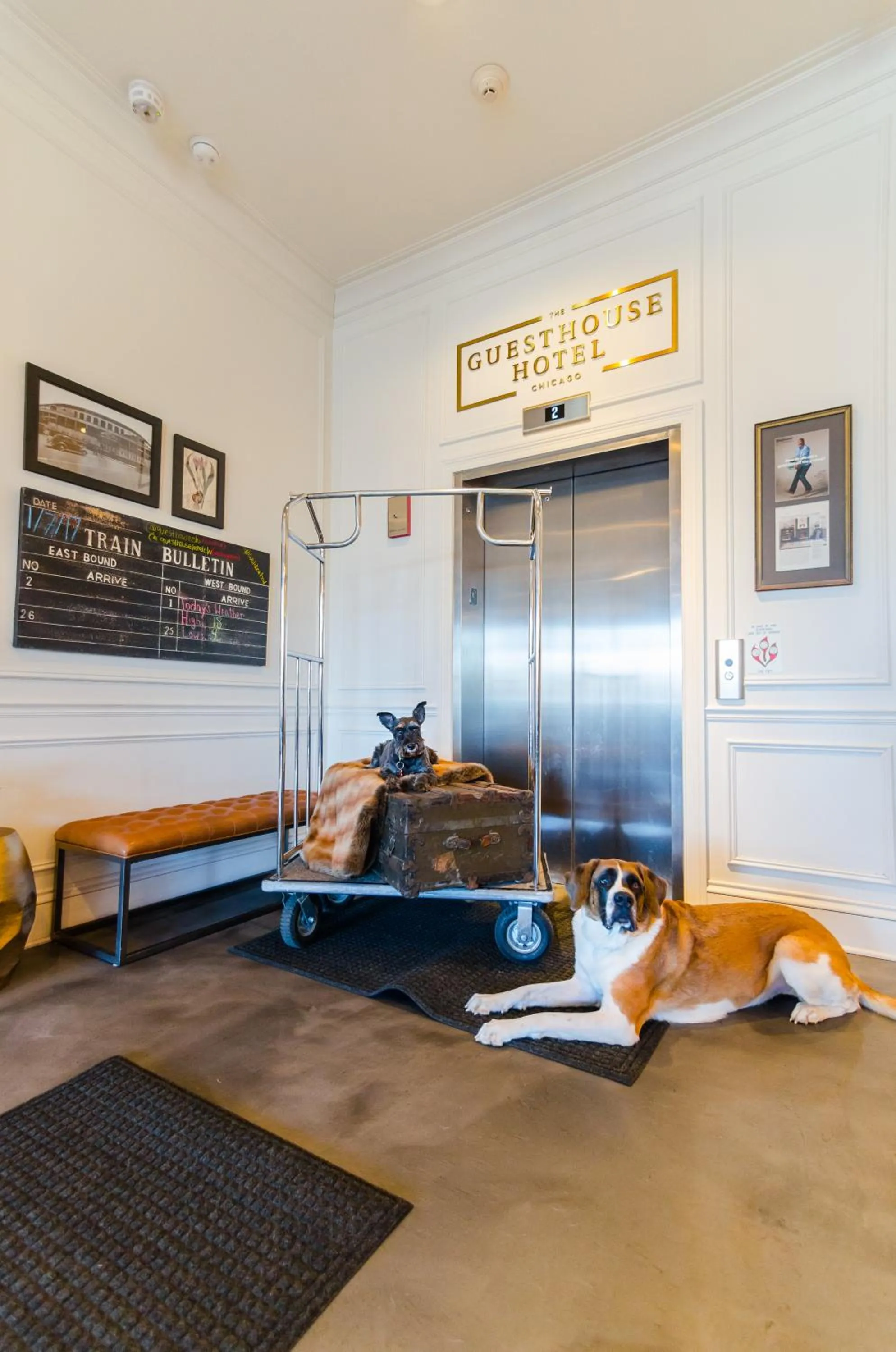 Pets in The Guesthouse Hotel