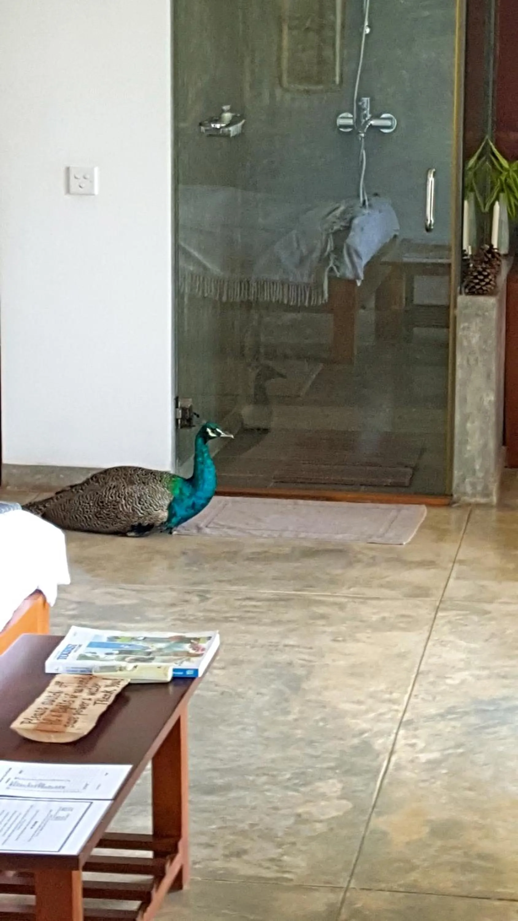 Animals in Highland Villa