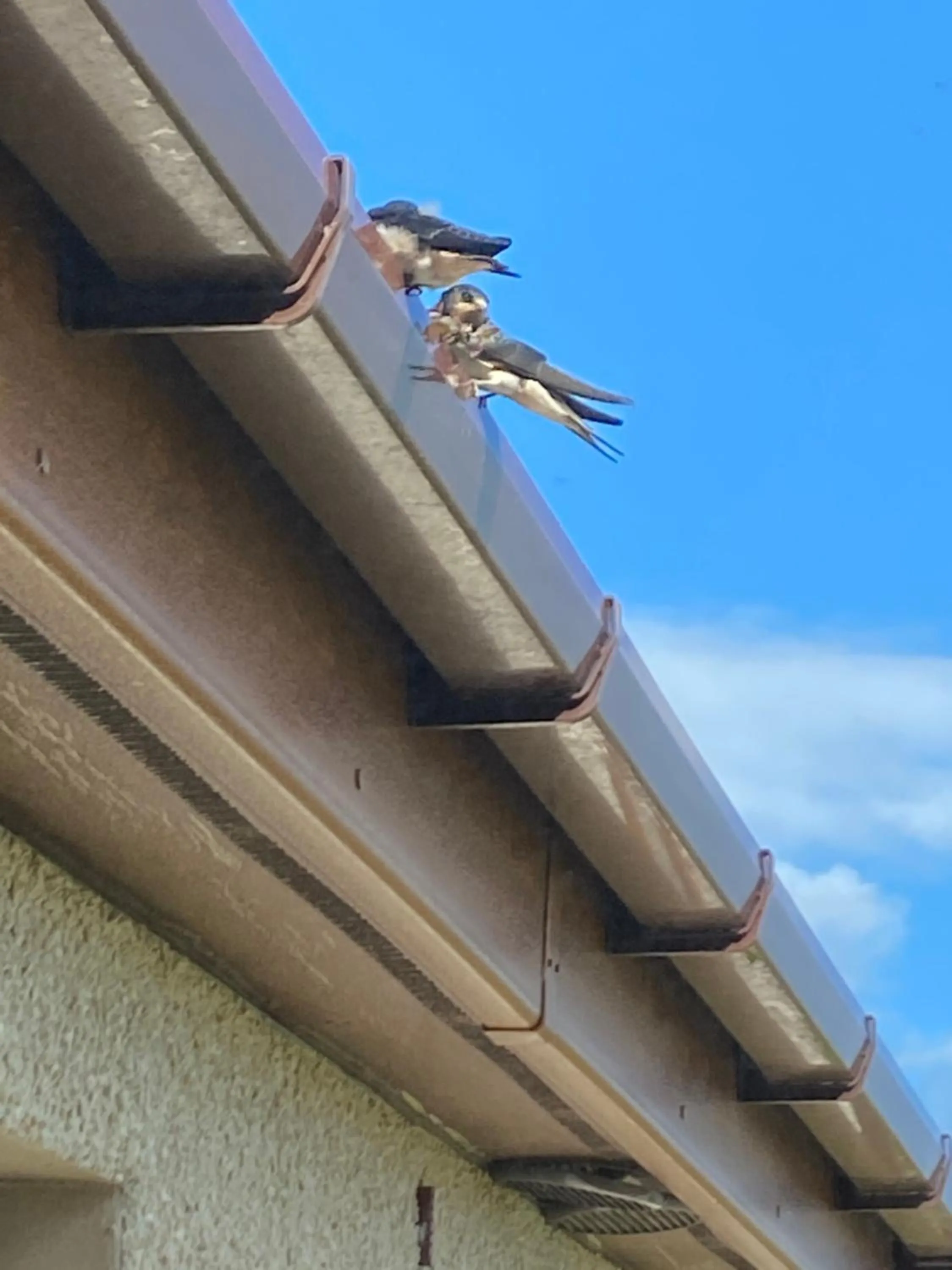Animals in A Castle View
