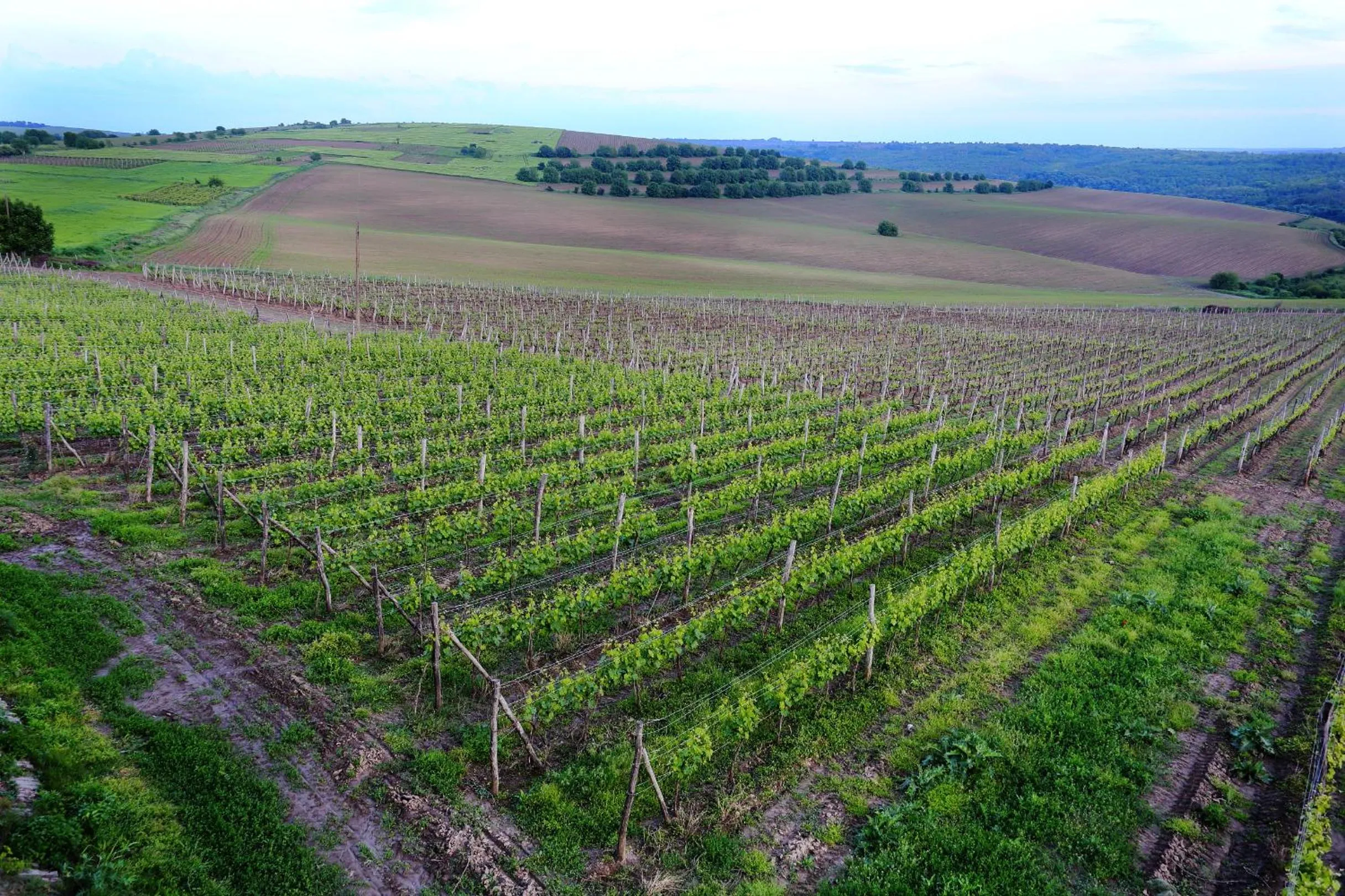 Garden view in Seven Generations Winery Hotel