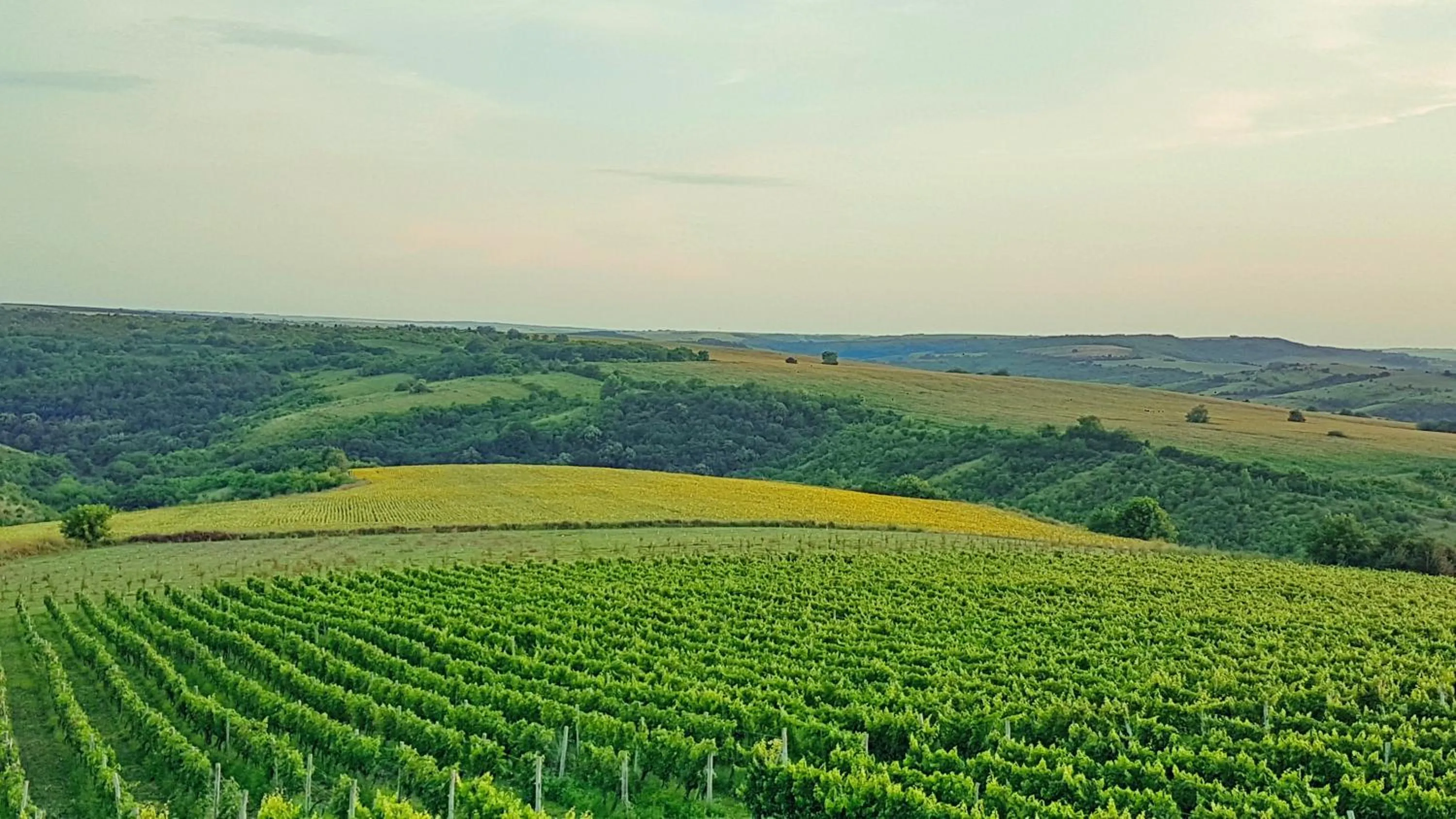 Summer in Seven Generations Winery Hotel