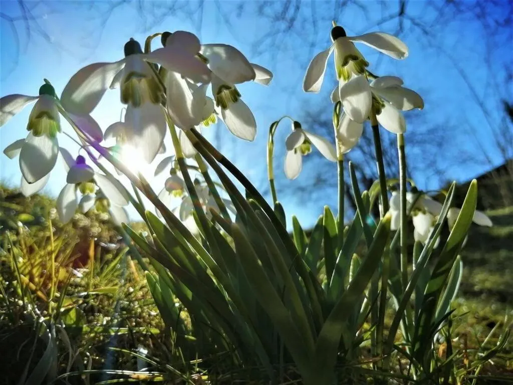 Spring in GreenHill Brasov