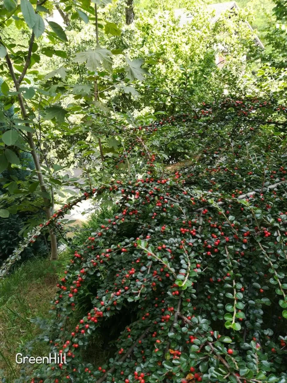 Day in GreenHill Brasov