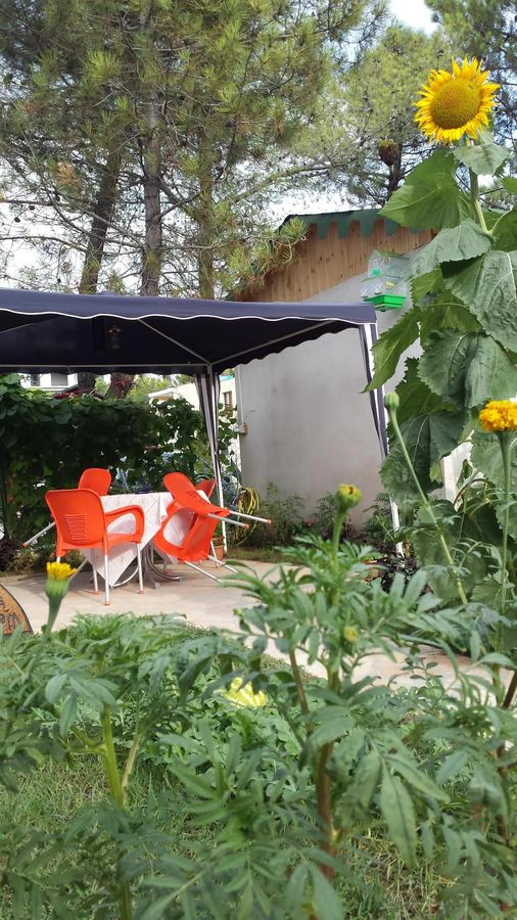 Garden in Aparthotel Vila Tufi