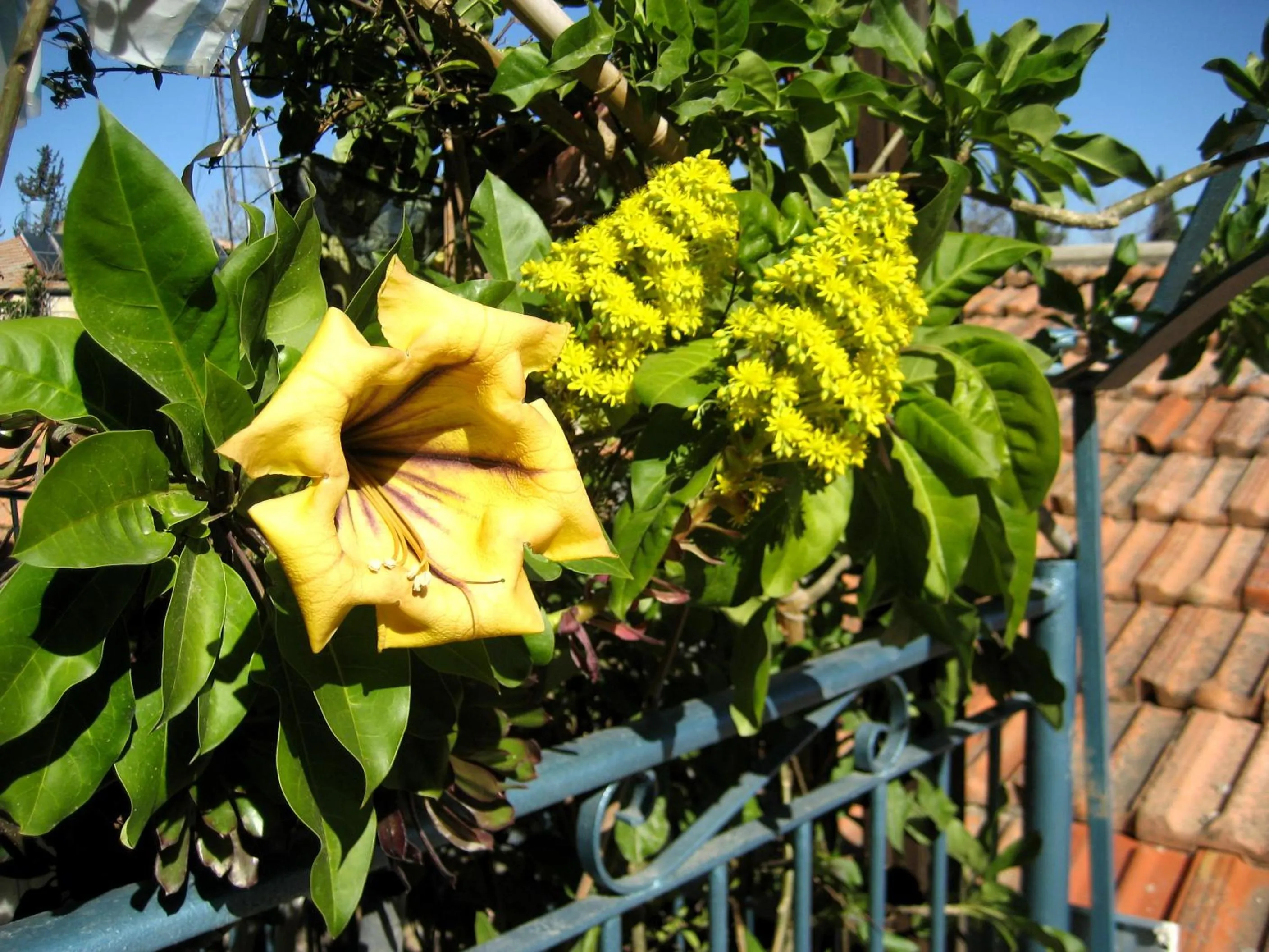Garden in Diana's B&B