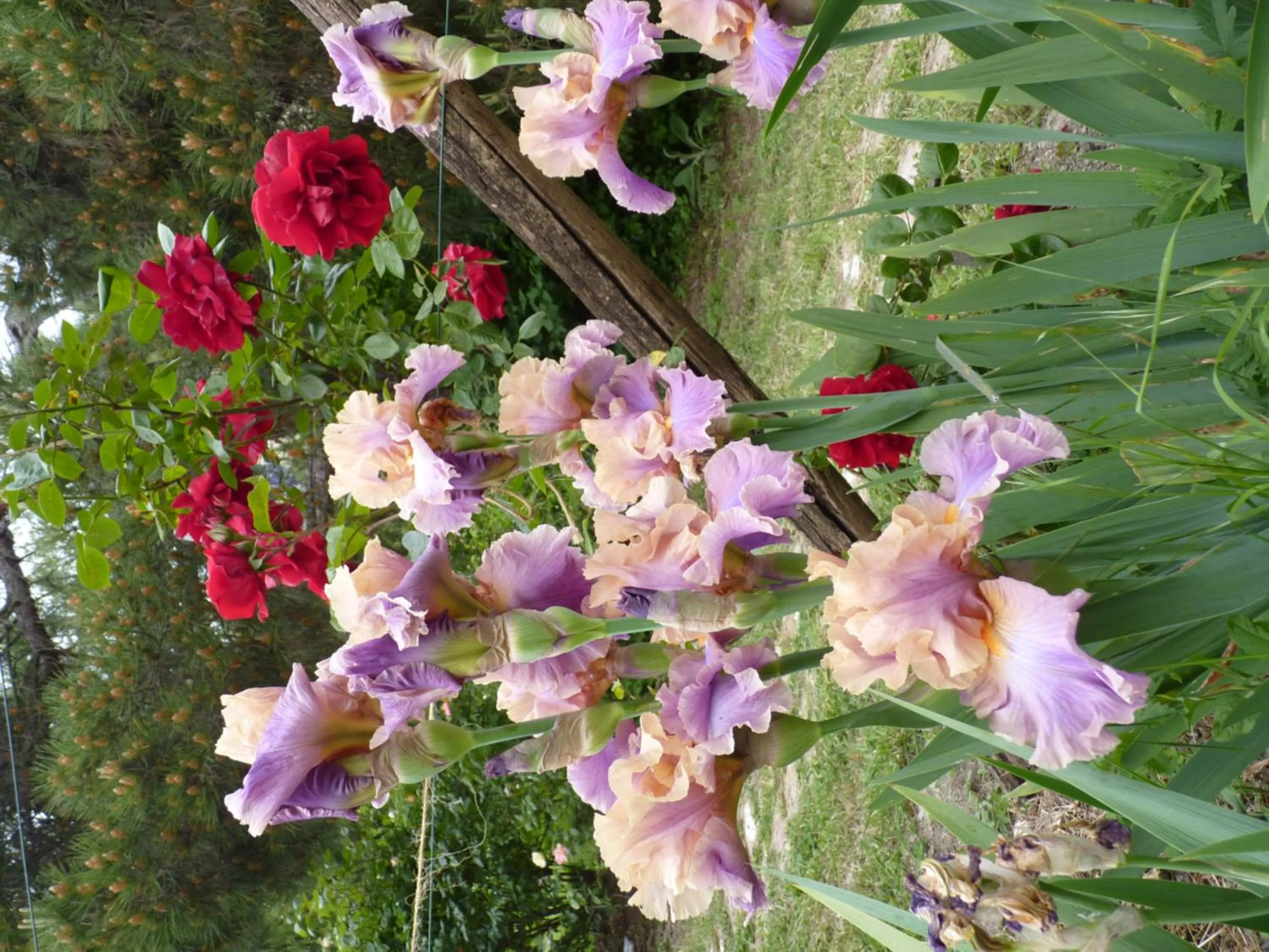 Other in B&B The Roses Garden