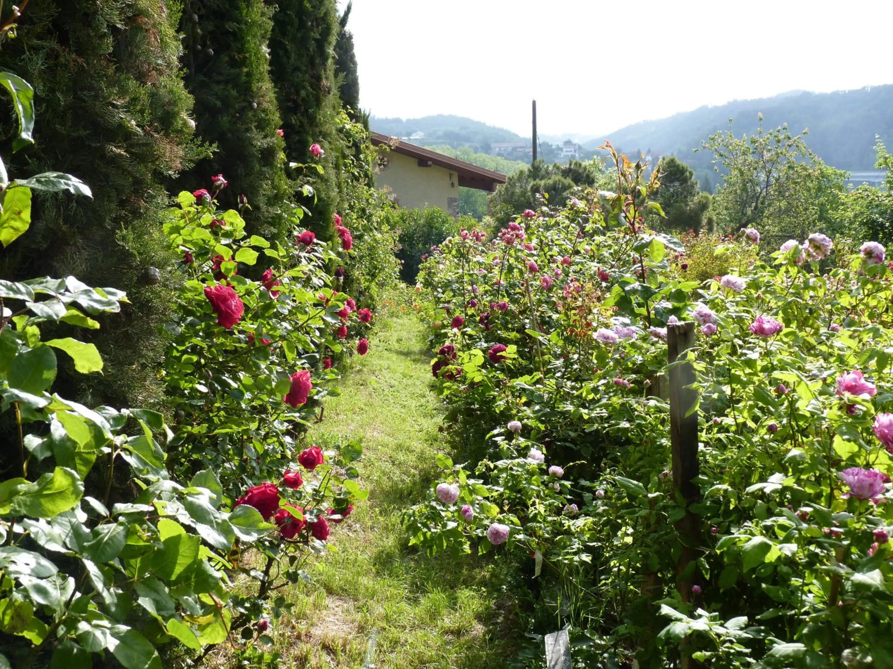 Garden view in B&B The Roses Garden