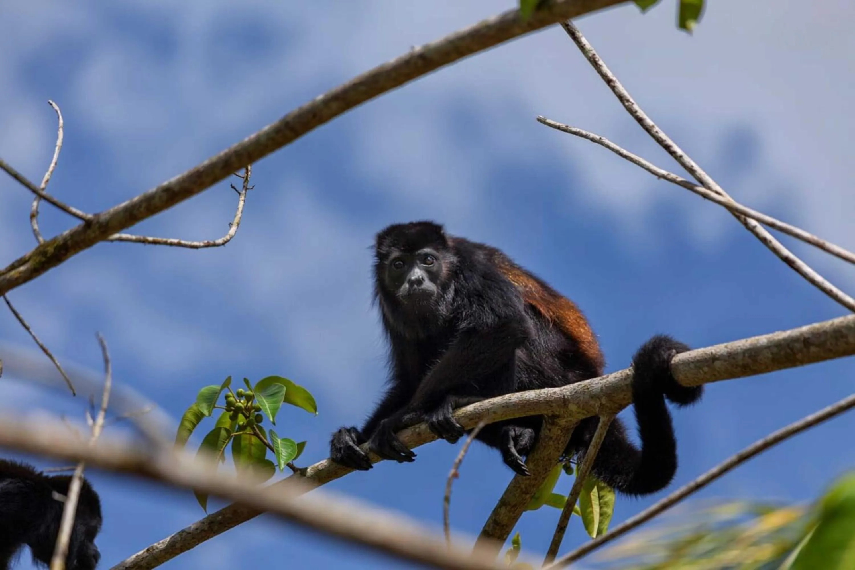 Activities in Natural Lodge Caño Negro