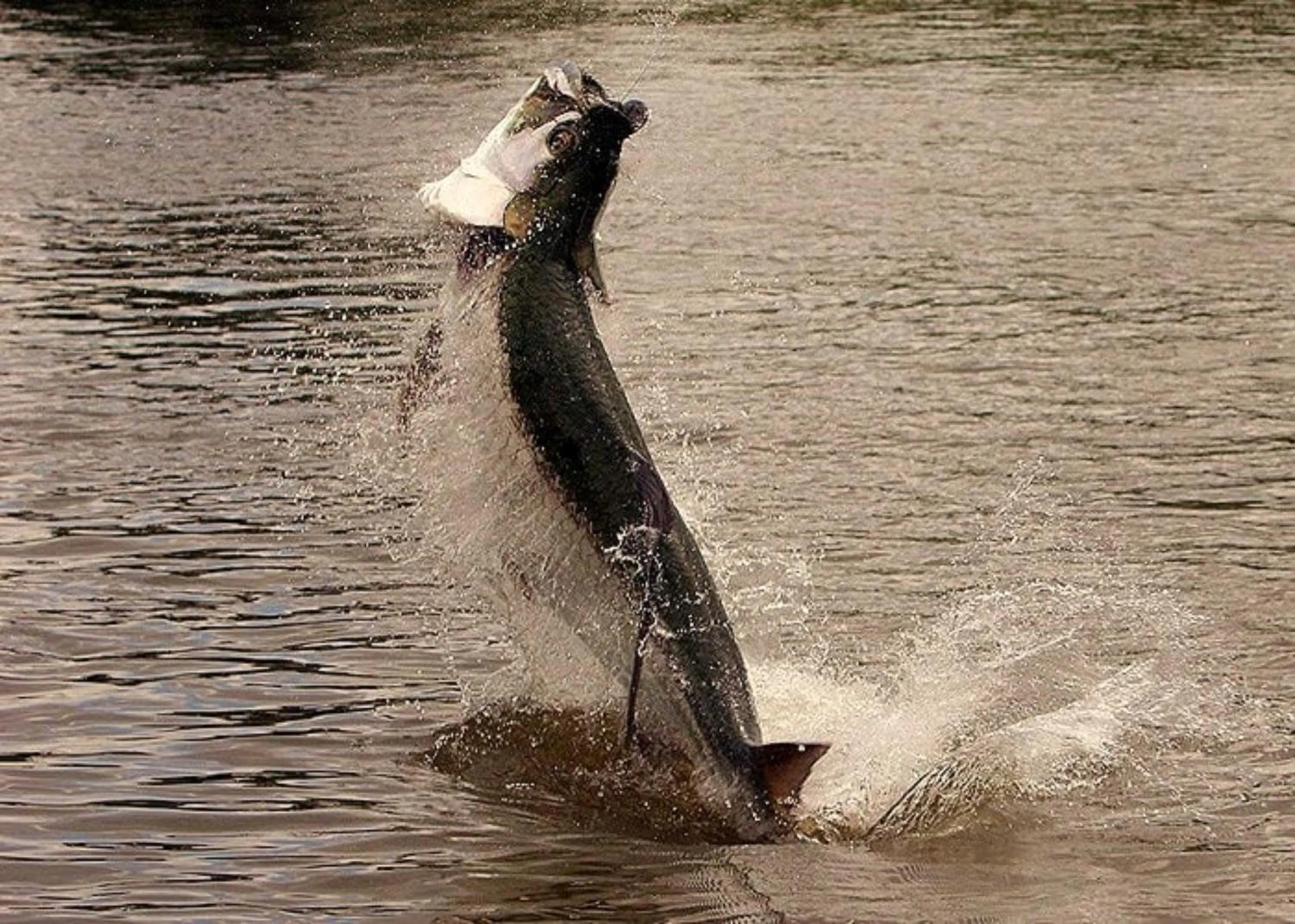 Activities in Natural Lodge Caño Negro