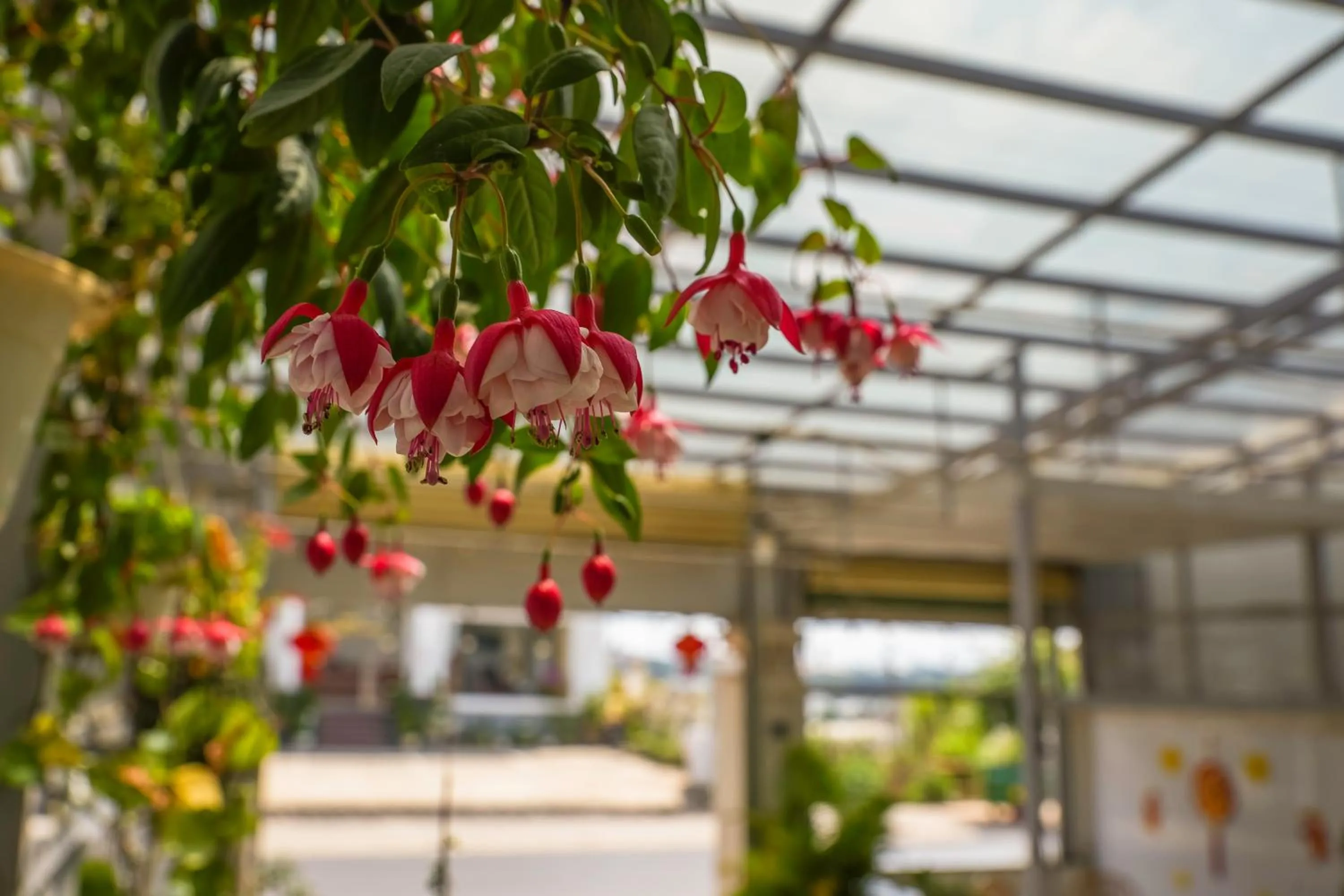 Spring in Nhý Villa Đà Lạt Review