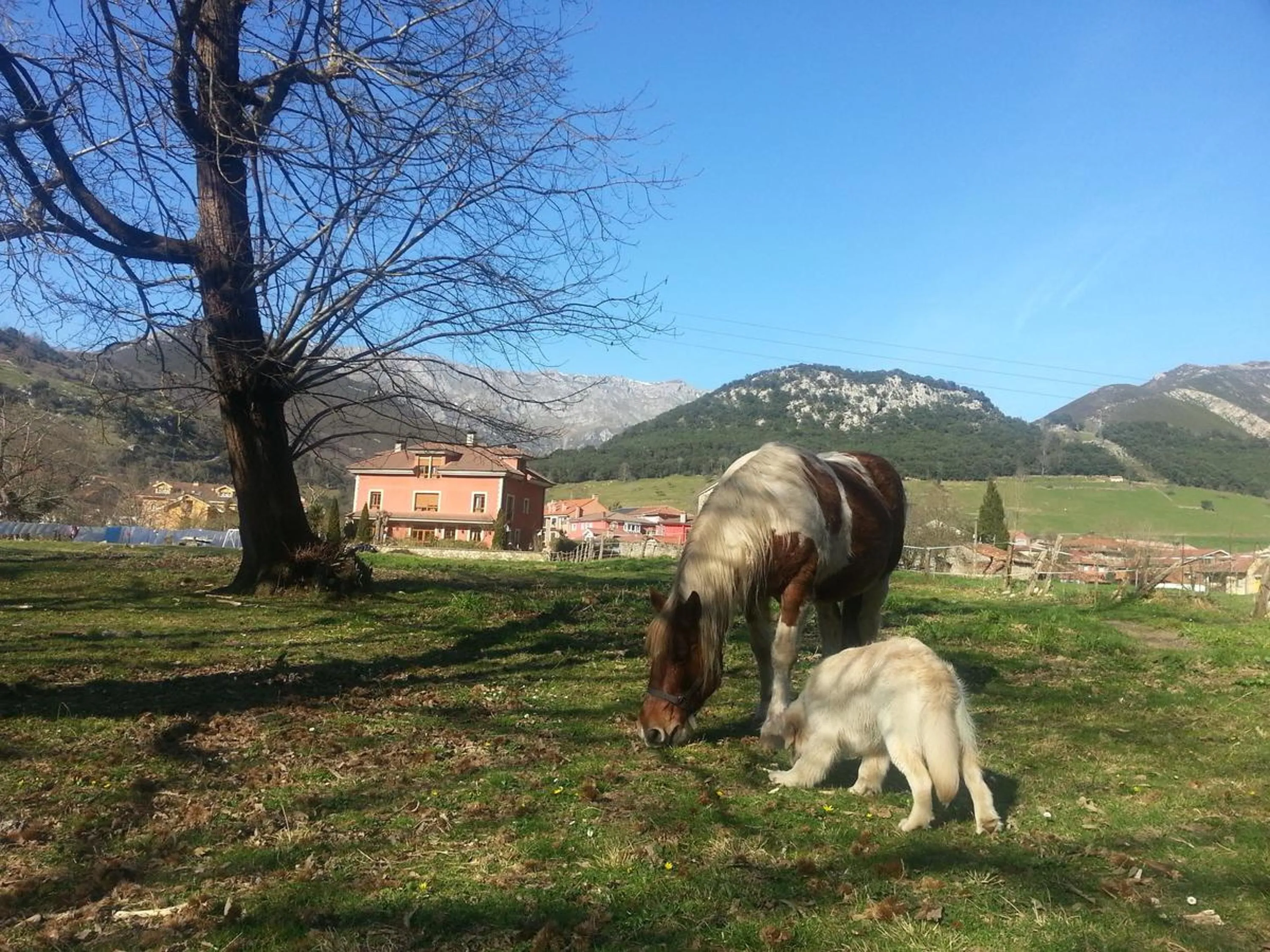 Animals in Hotel Rural El Torrejon