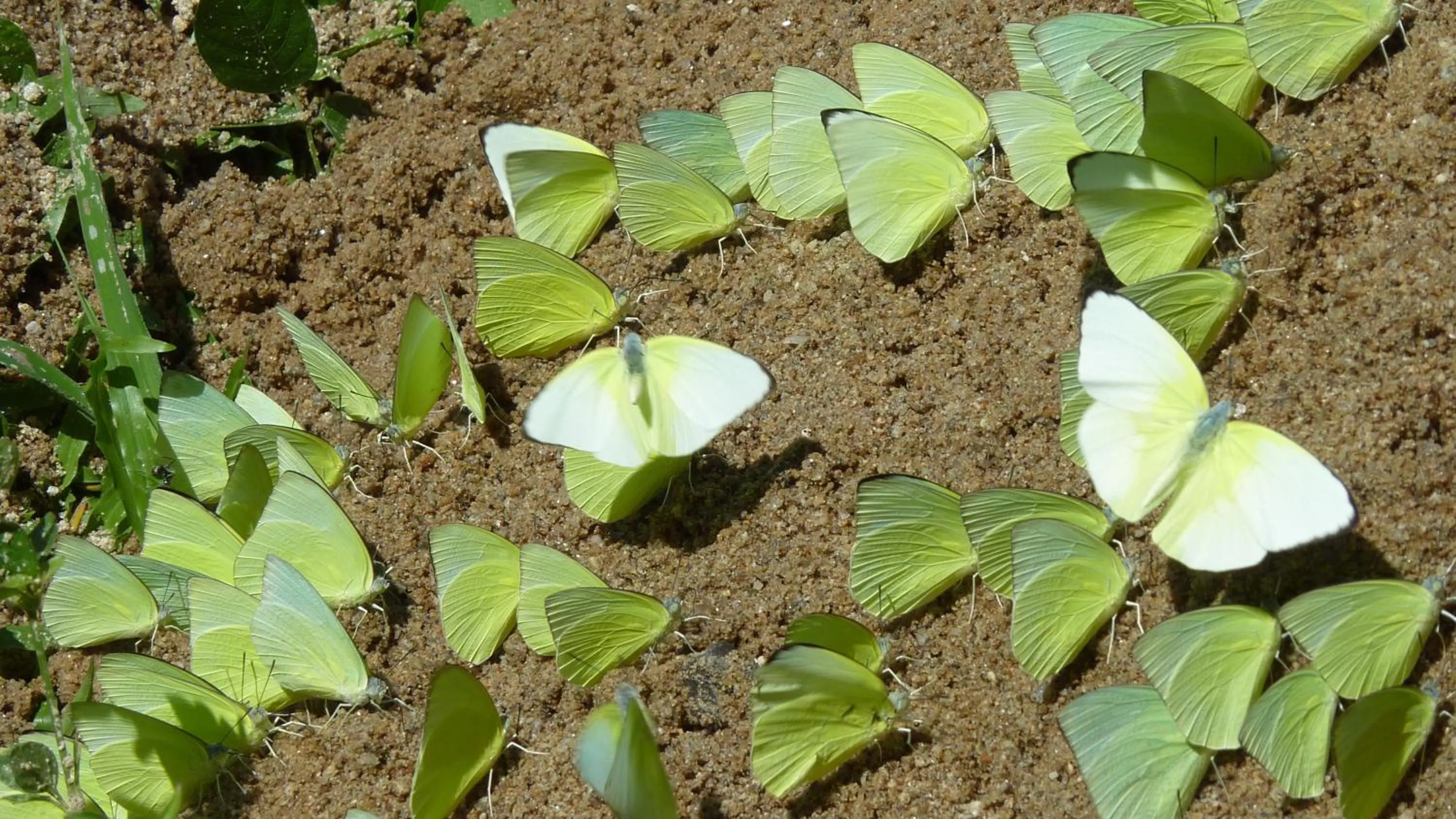 Garden in Baandin Chiewlarn