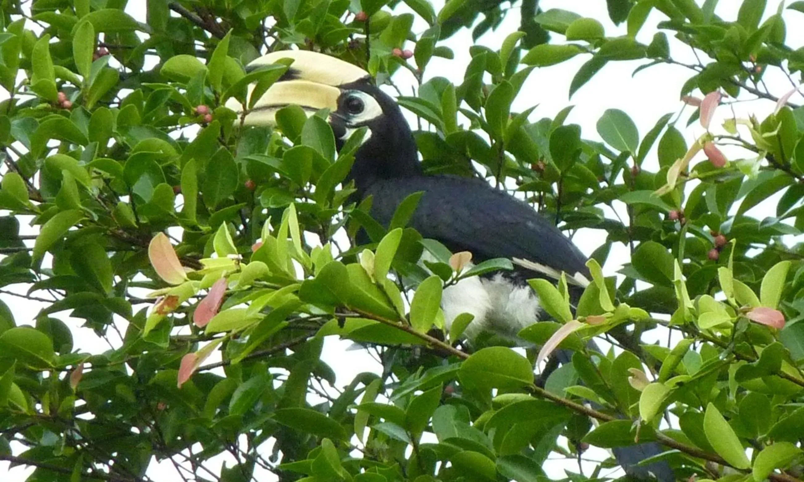Garden in Baandin Chiewlarn