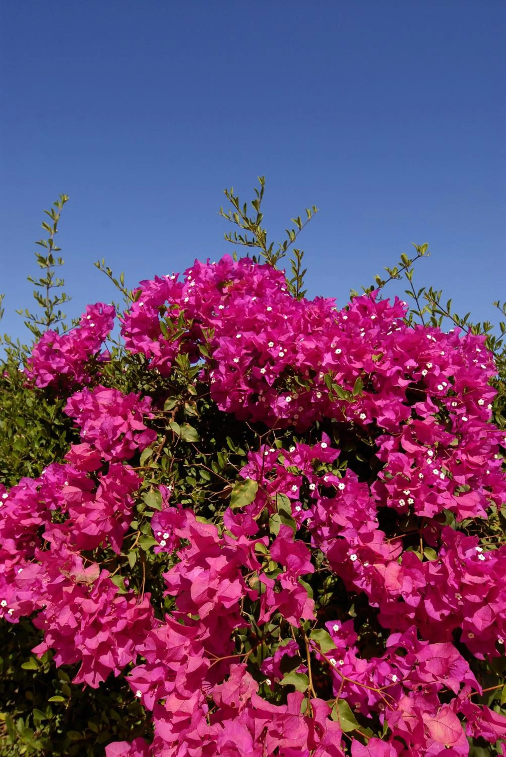 Decorative detail in Hotel Cap Saint Louis