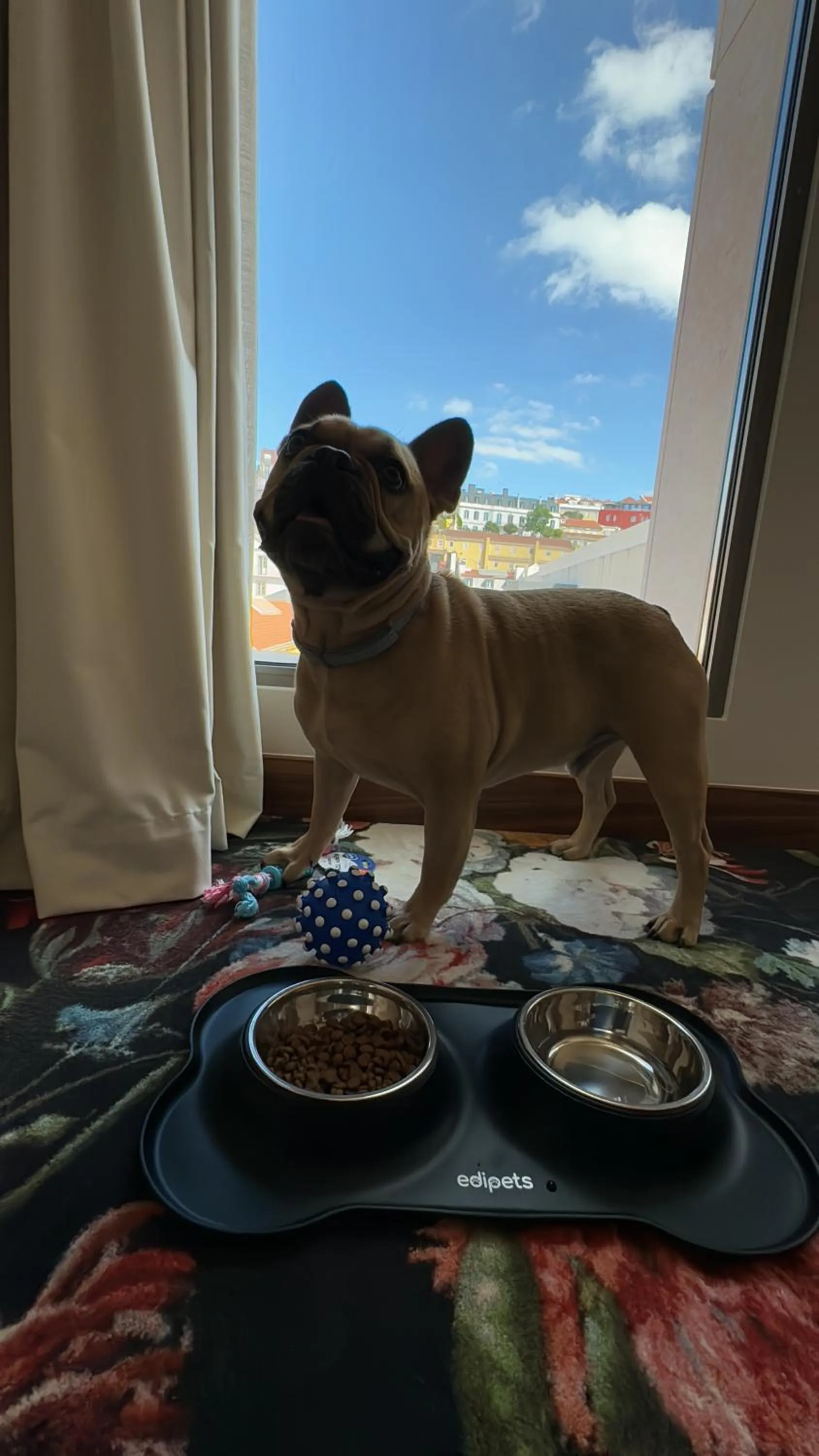 Pets in DUO Hotel Lisbon, Curio Collection by Hilton