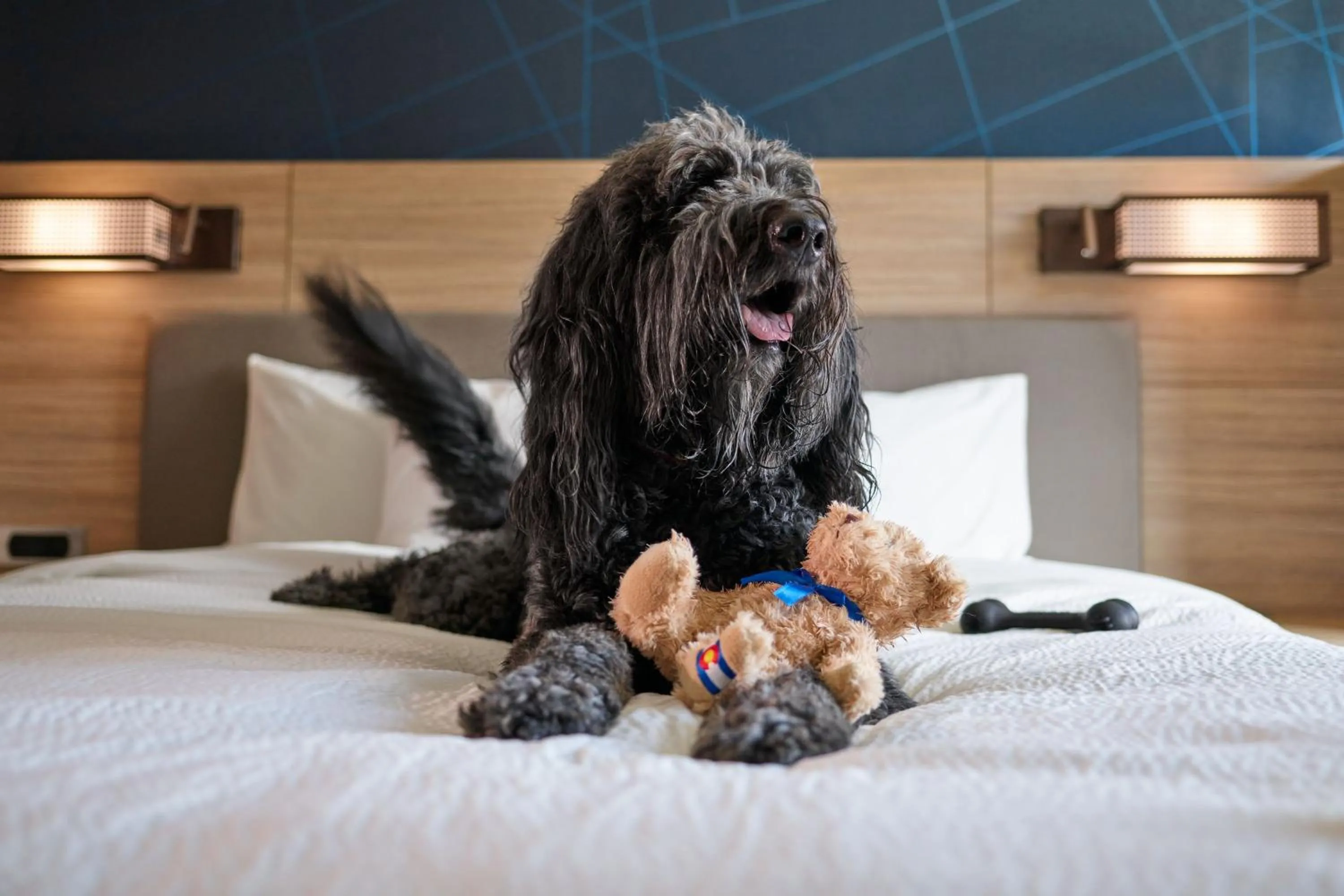 Other, Bed in SpringHill Suites by Marriott Avon Vail Valley