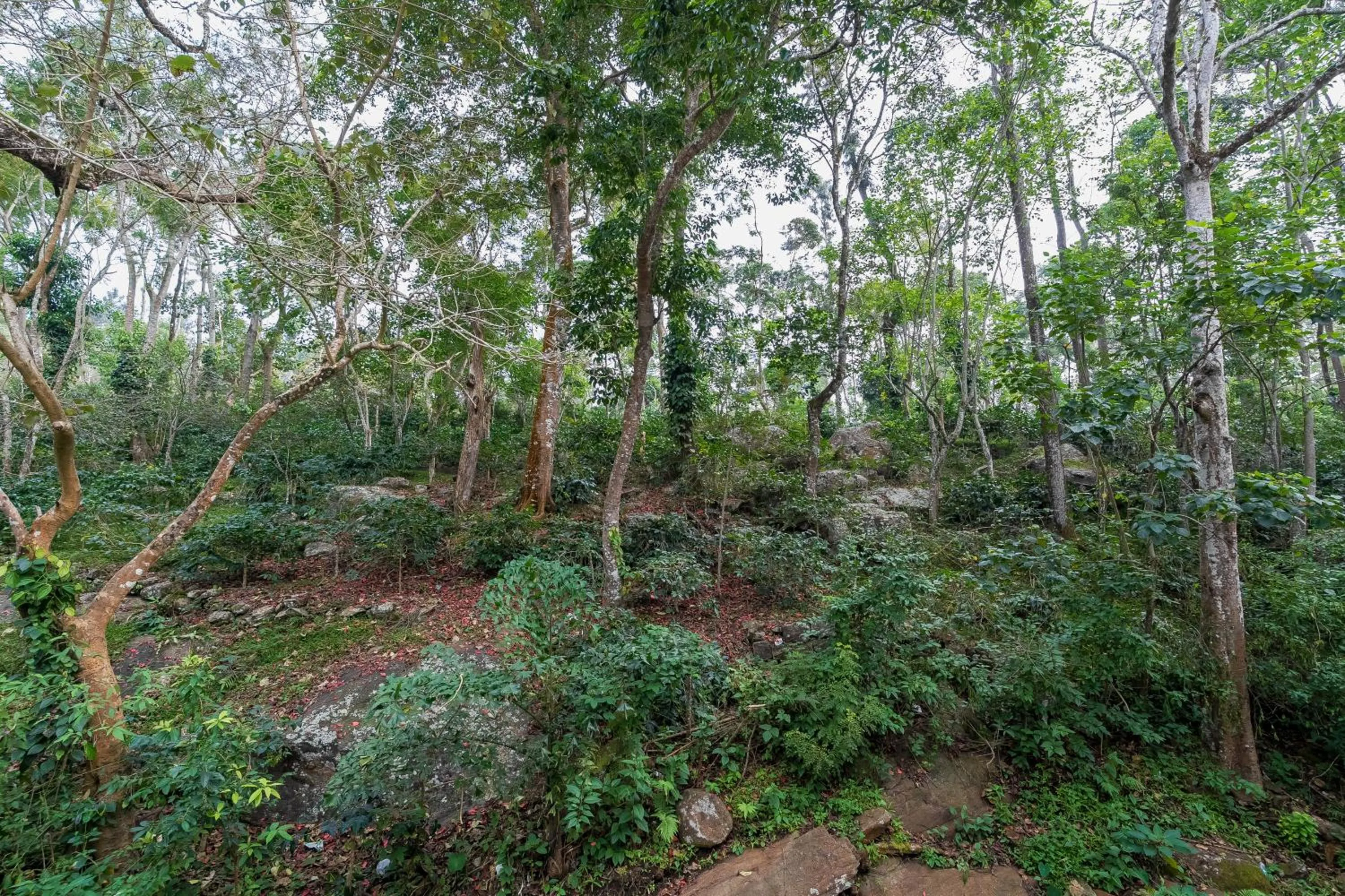 Garden view in DK Resortss