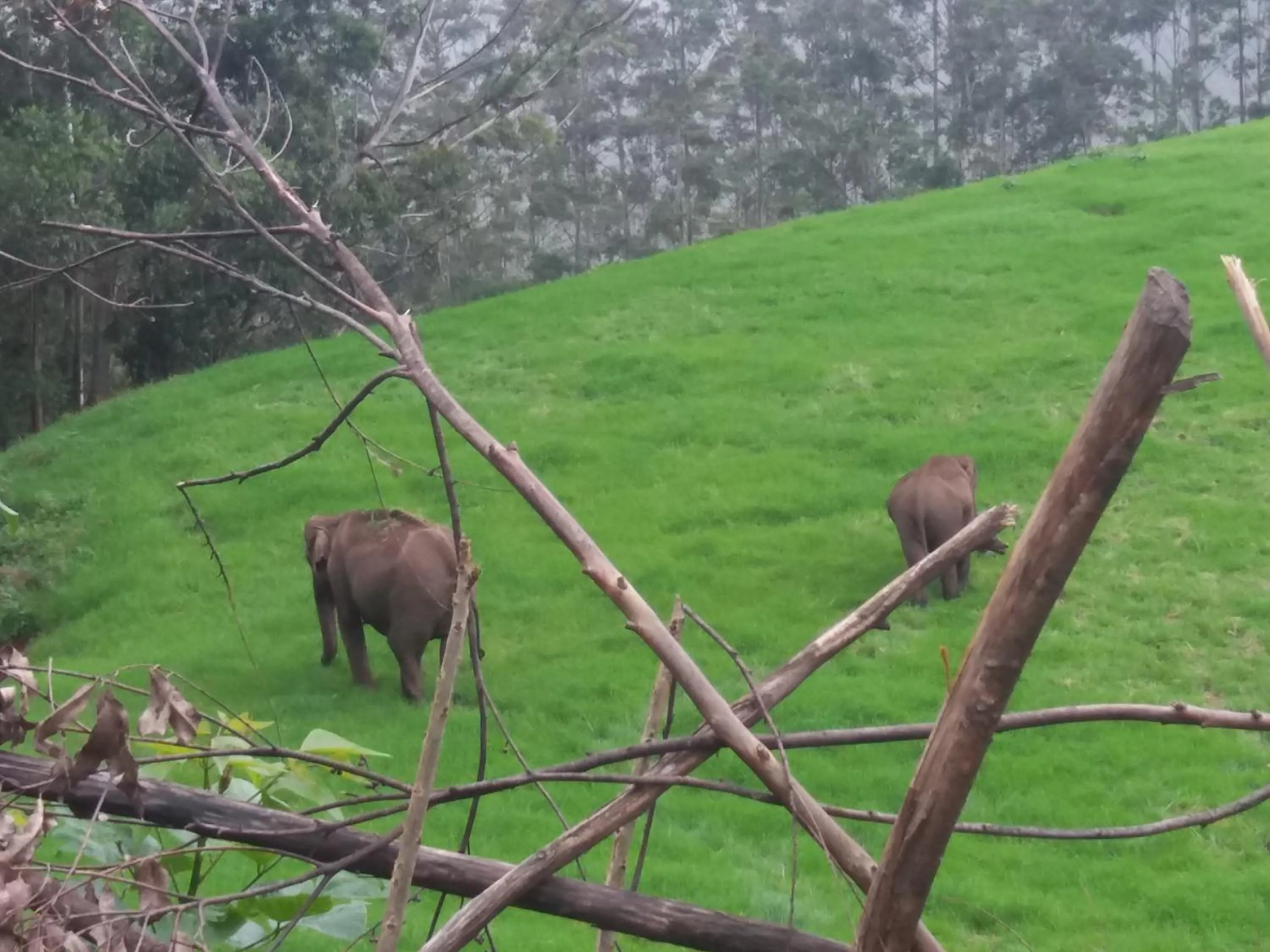 Animals in Monsoon Grande