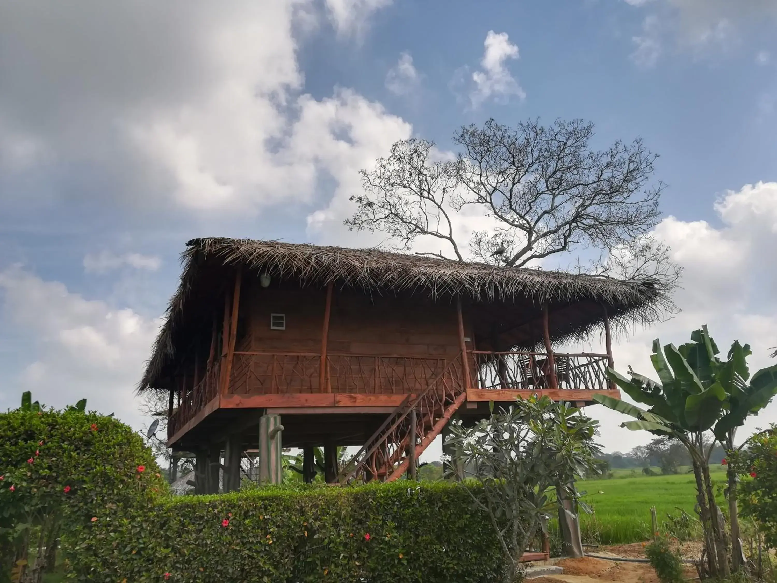 PANORAMIC Canopy Family Treehouse in The Hideout Sigiriya PANORAMIC Canopy Family Treehouse in The Hideout Sigiriya