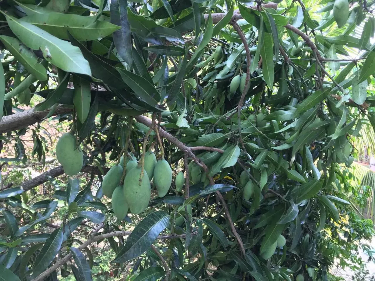 Suwani Pinnawala Homestay