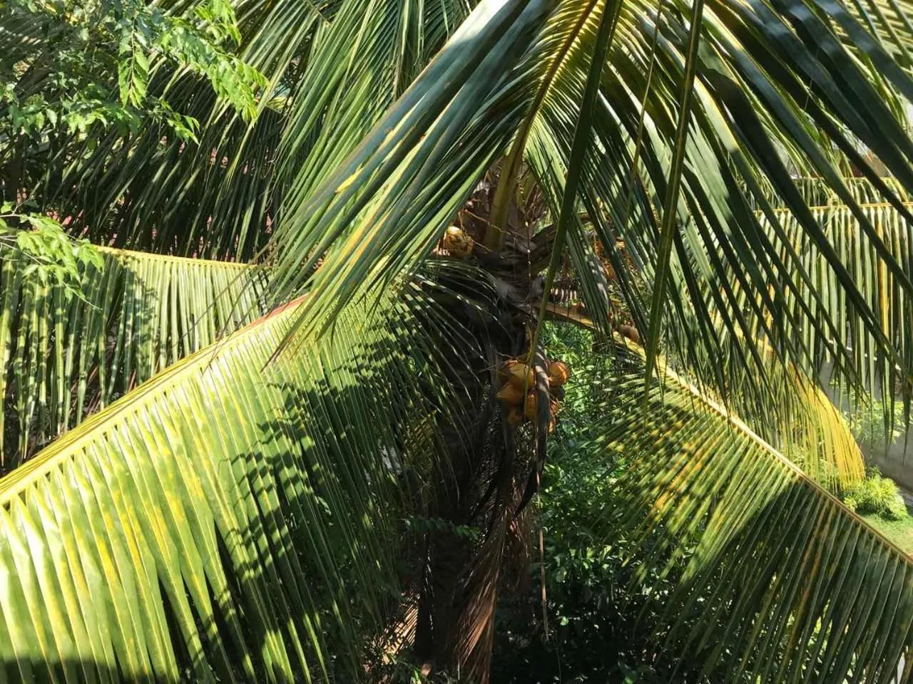 Suwani Pinnawala Homestay