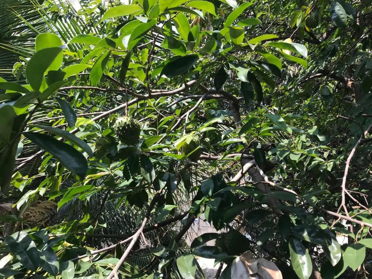 Suwani Pinnawala Homestay