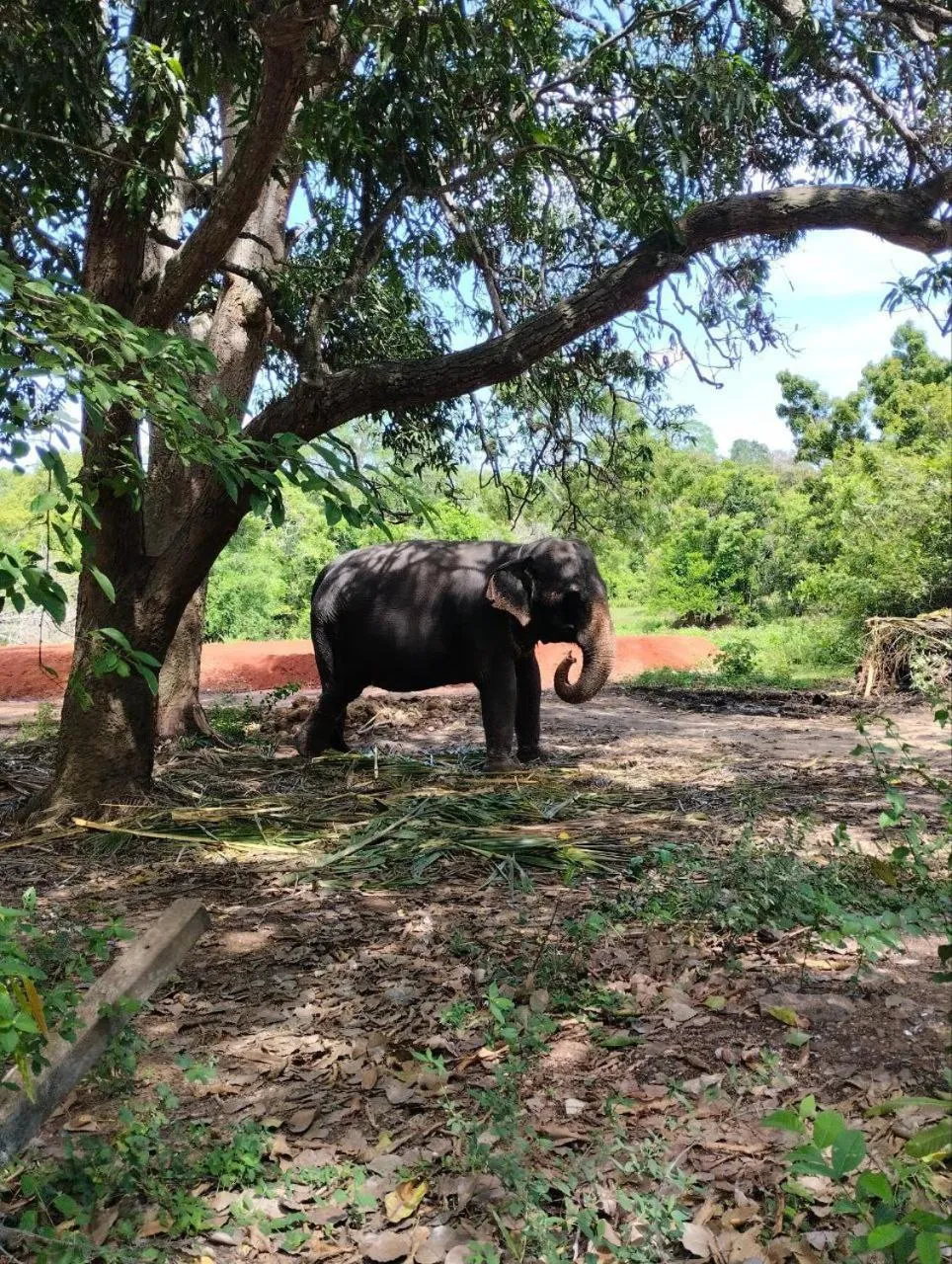 Natural landscape in Sigiri Thilanka Rest Sigiriya