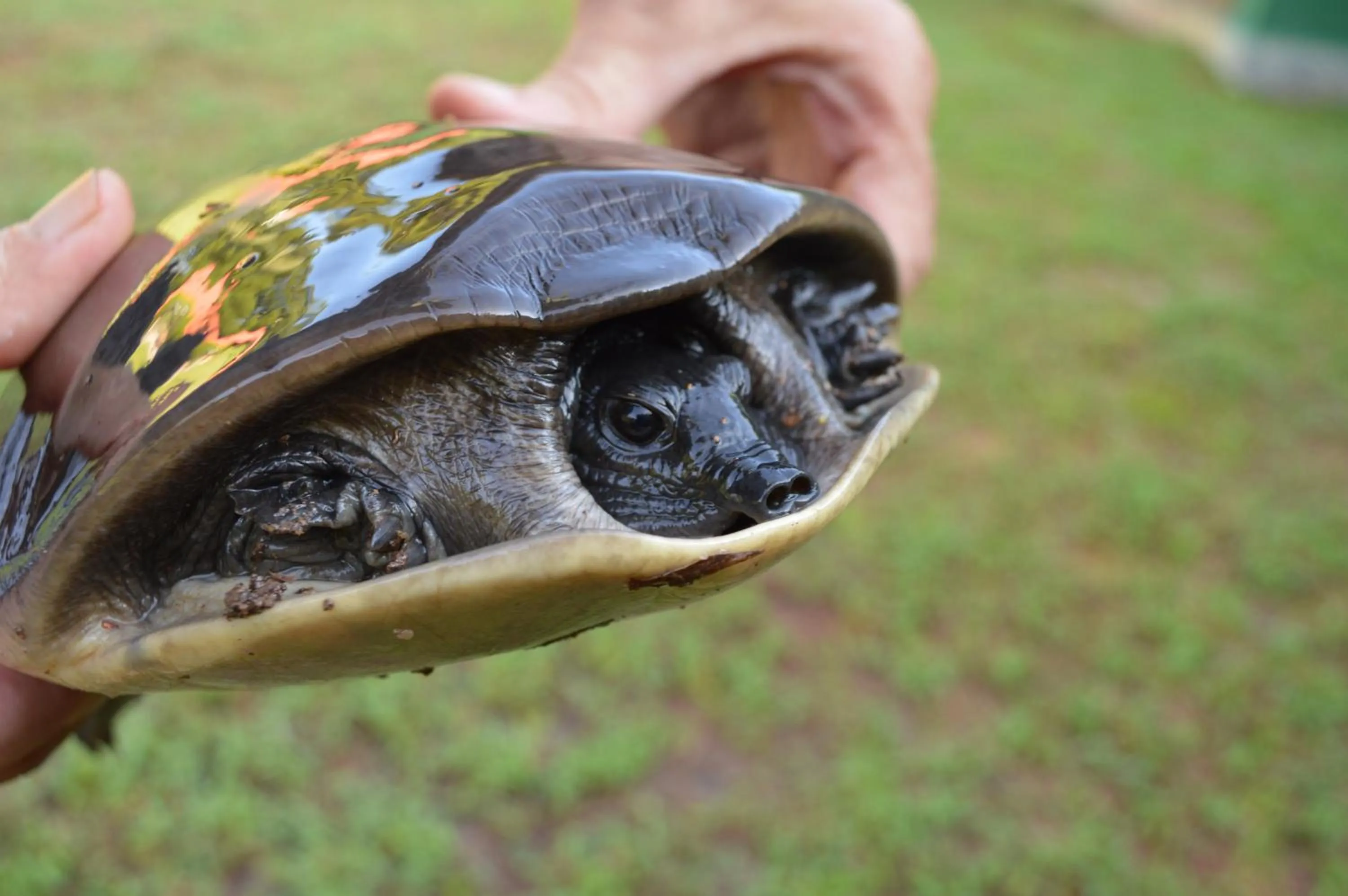 Animals in Zum Deutschen