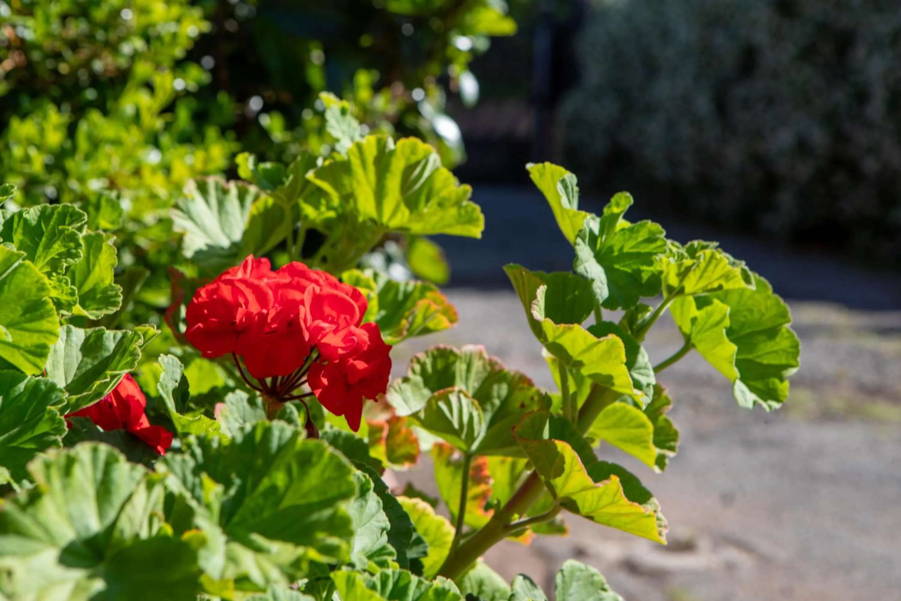Garden in Affittacamere Campus Trigoria
