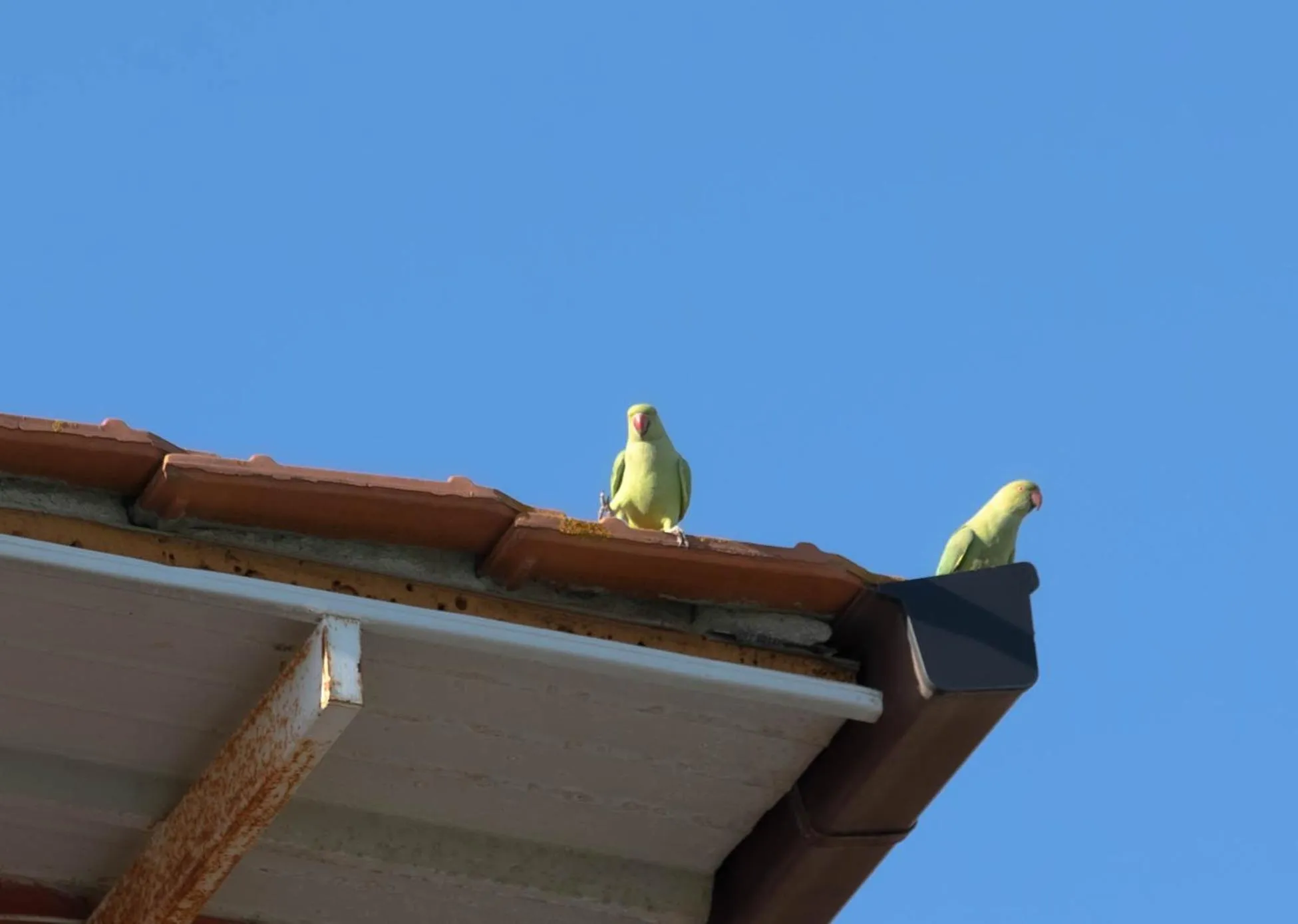 Animals in Affittacamere Campus Trigoria