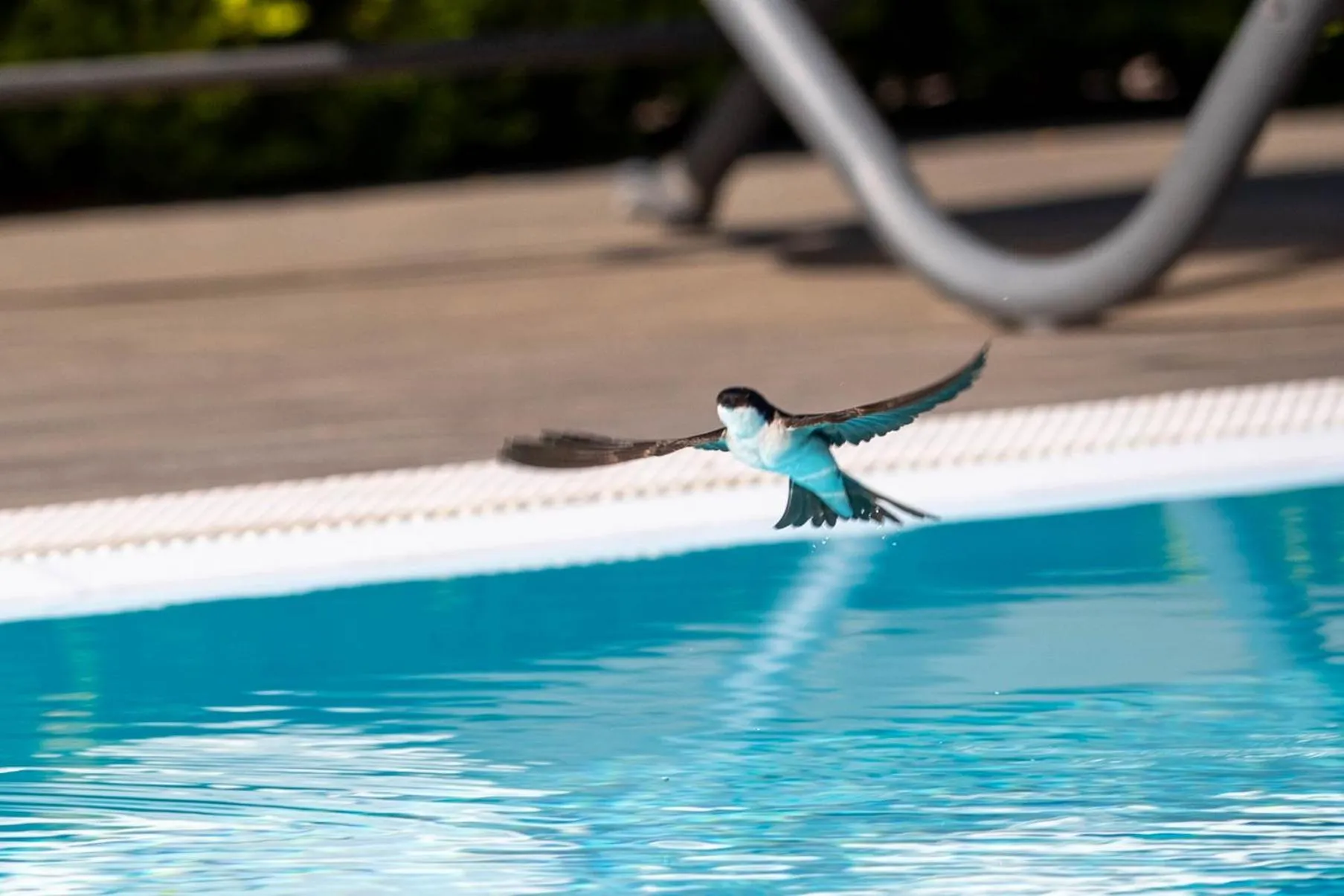 Animals in Affittacamere Campus Trigoria